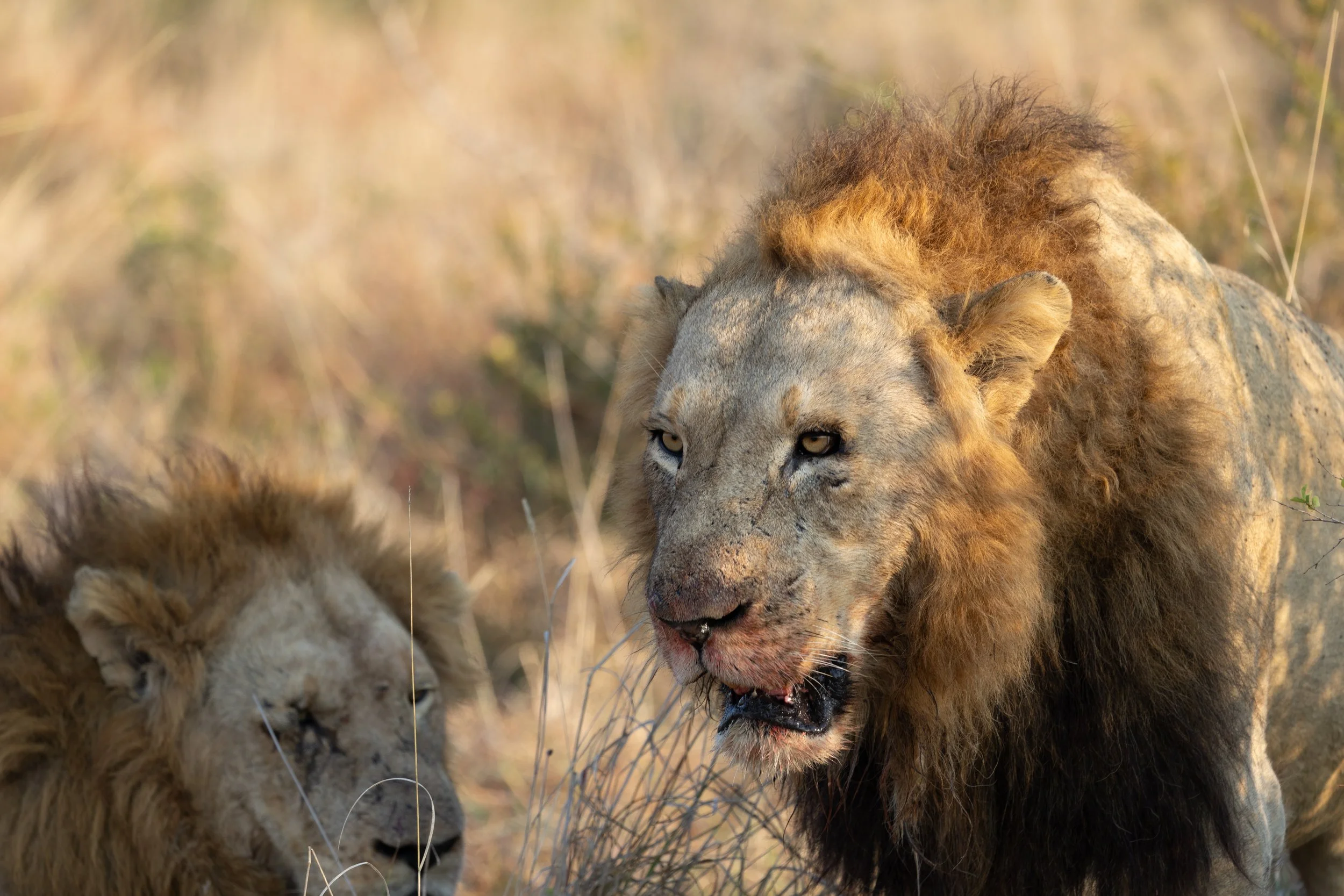 Two male lions devour their kill - a young cape buffalo — Sabi Sands, South Africa