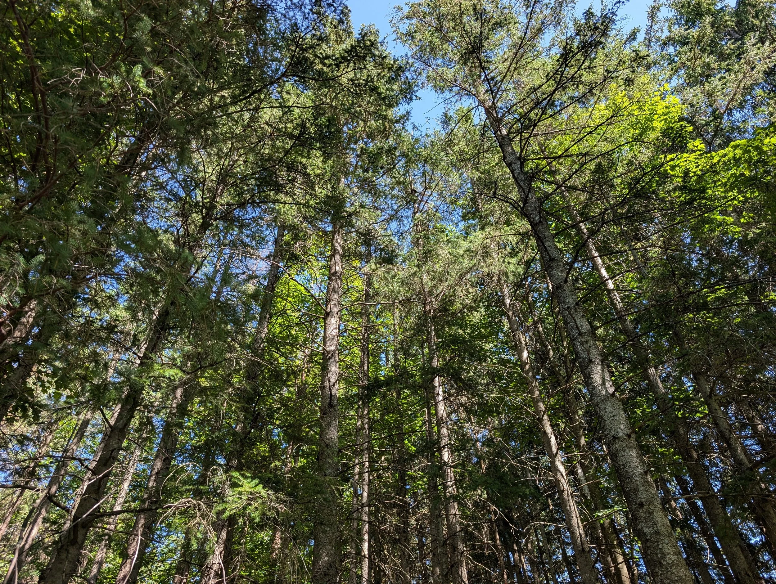 View looking upward through tall trees and a sunlit forest canopy