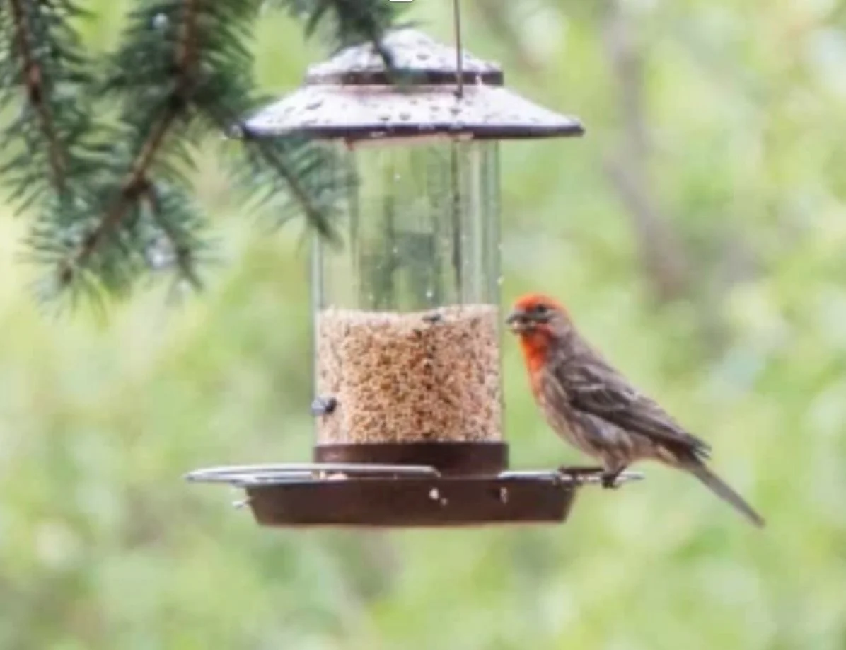 Bird feeder hanging from tree branch with a small bird perched on it, in a green outdoor setting.