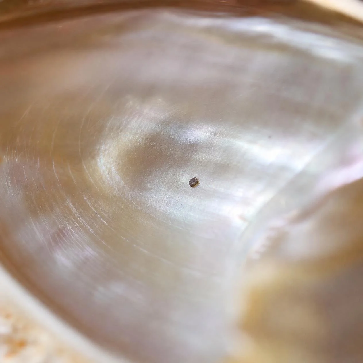 Macro photograph of a small irritant inside an oyster shell.