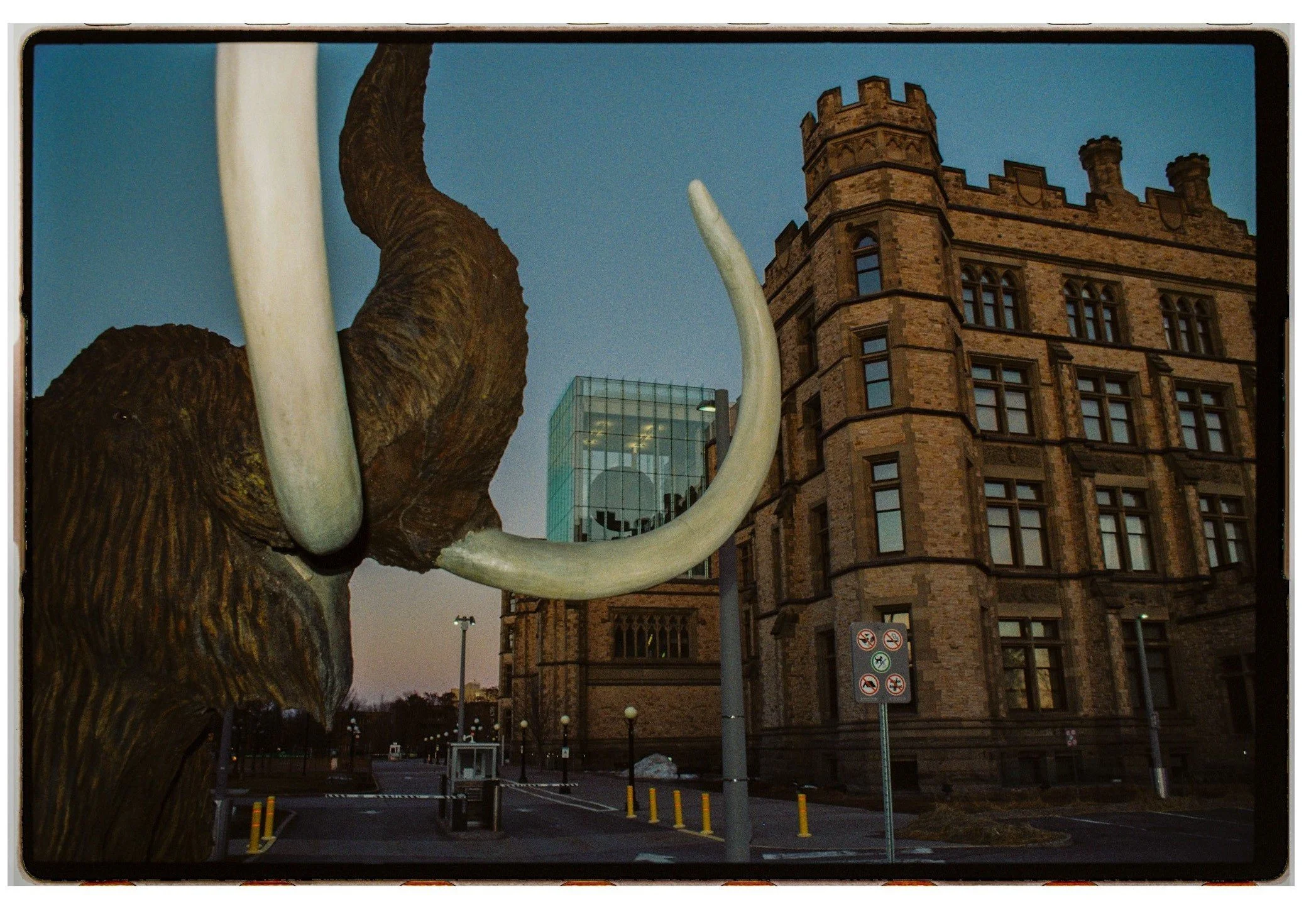 Close-up of a mammoth sculpture with ivory tusks, set against a historic brick building and modern glass architecture in the background during dusk.