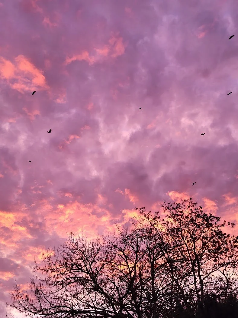 crows.jpg