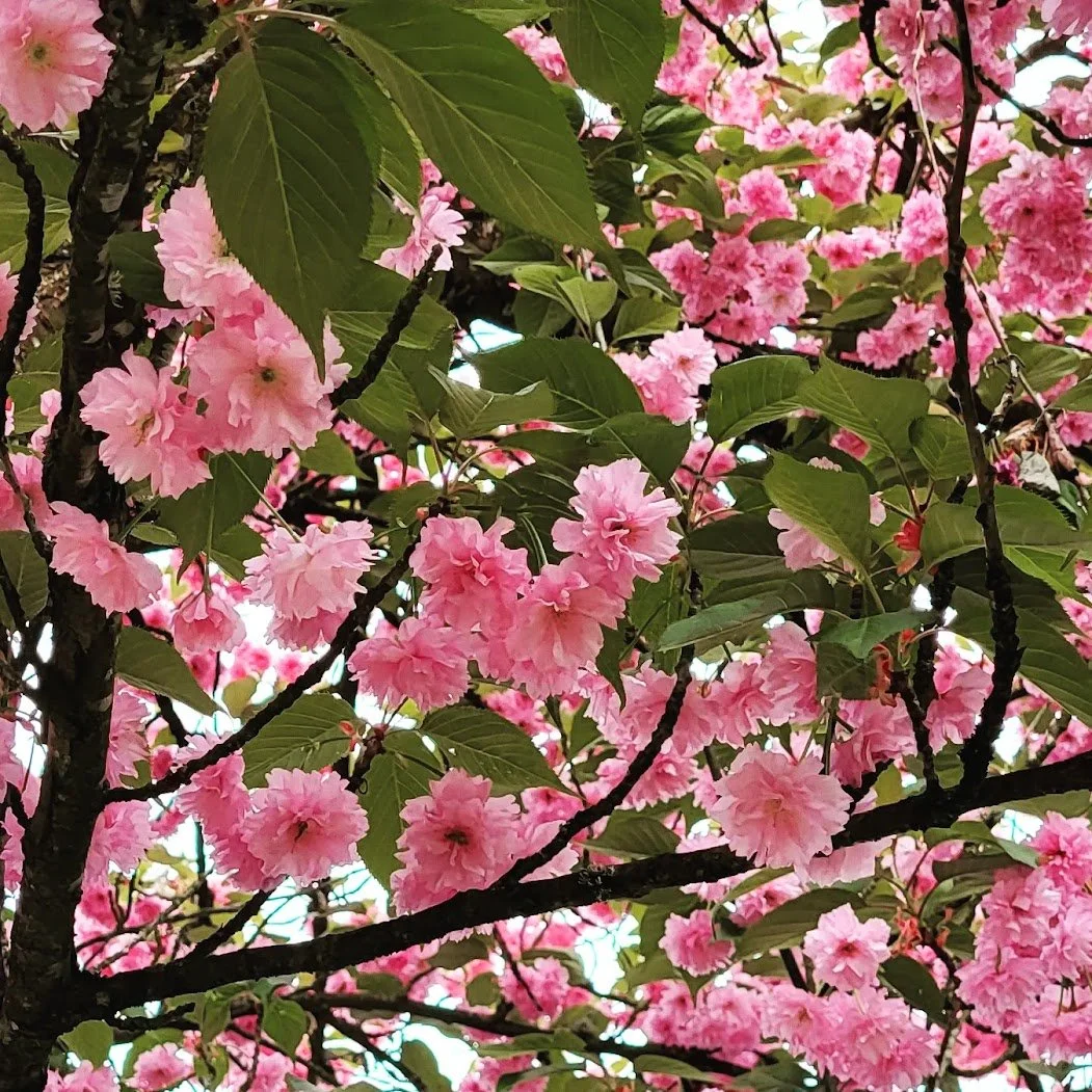cherry blossoms.jpg