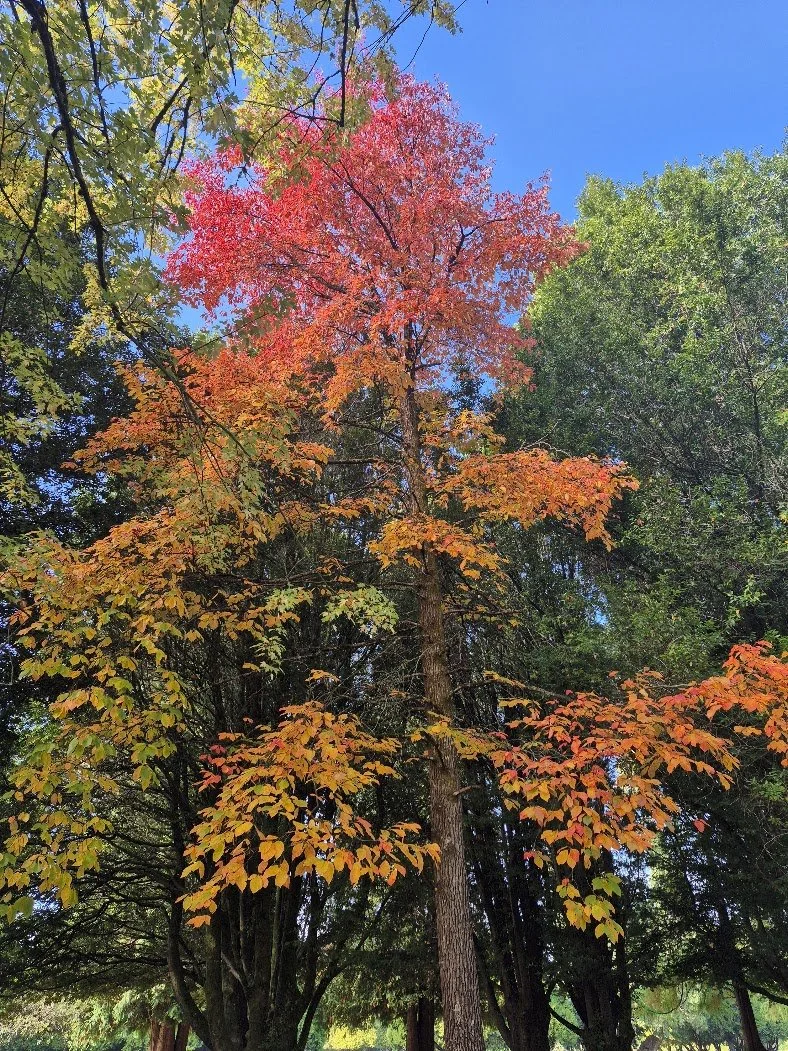 autumn.jpg