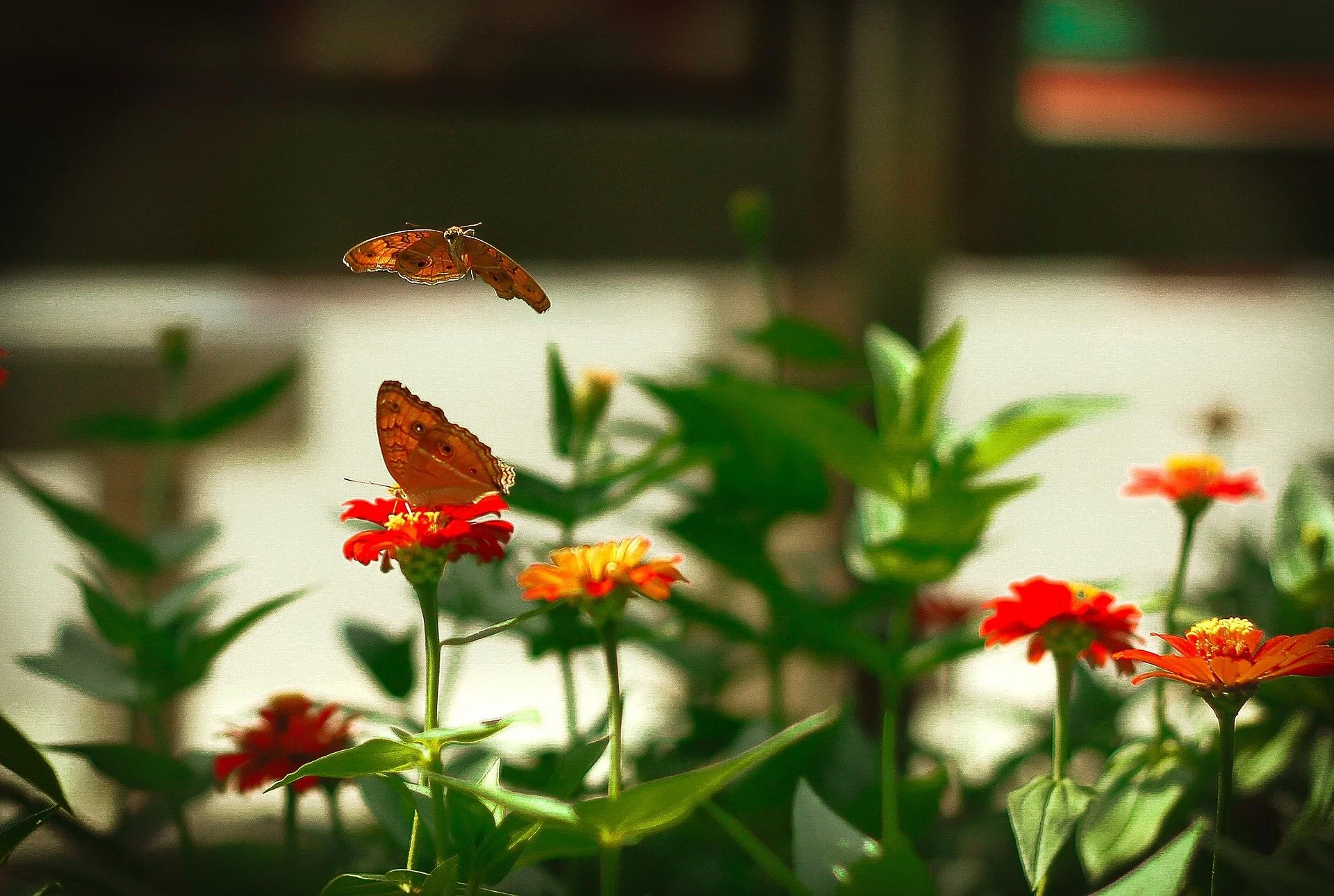 butterflies and orange flowers