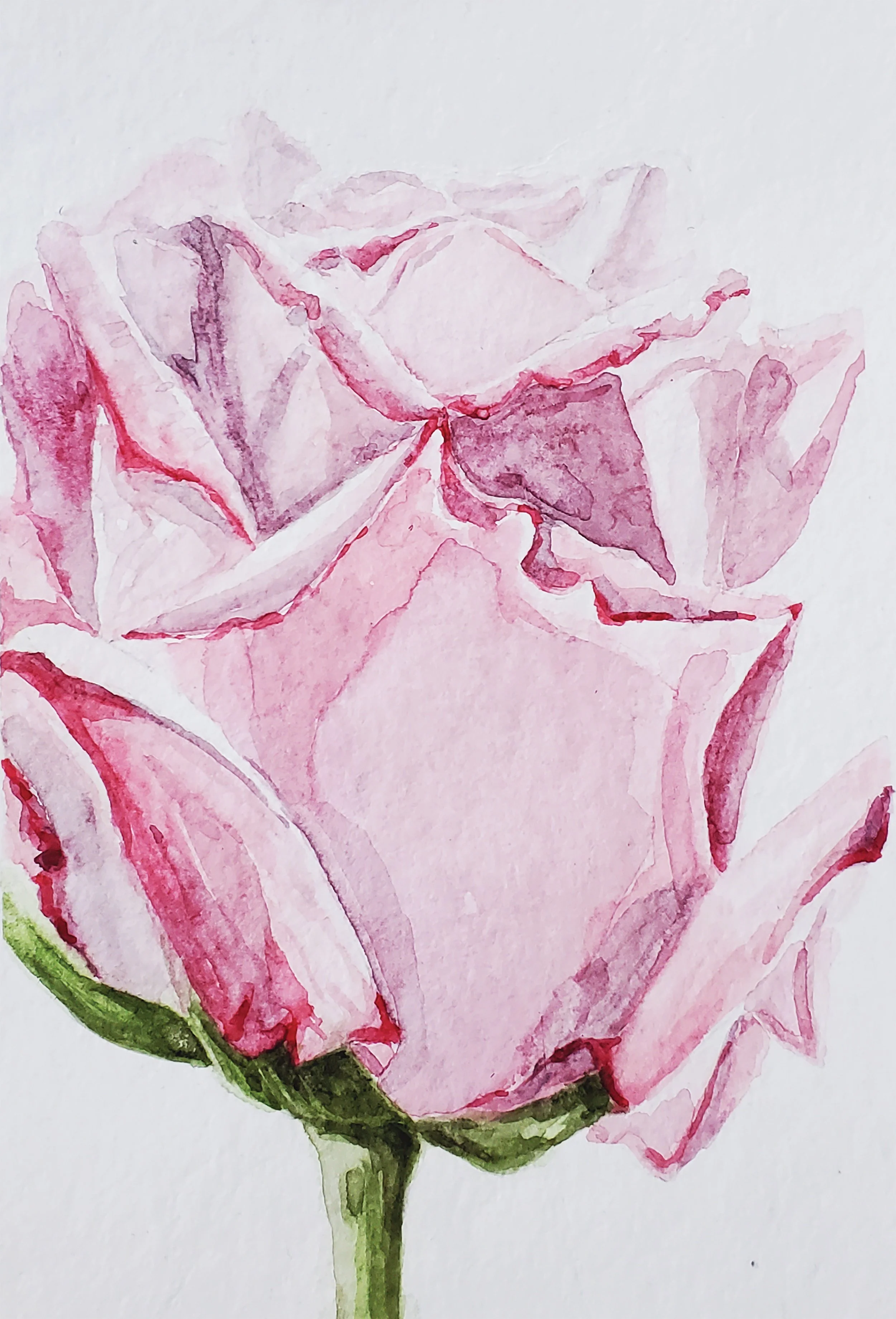 Pink Rose
