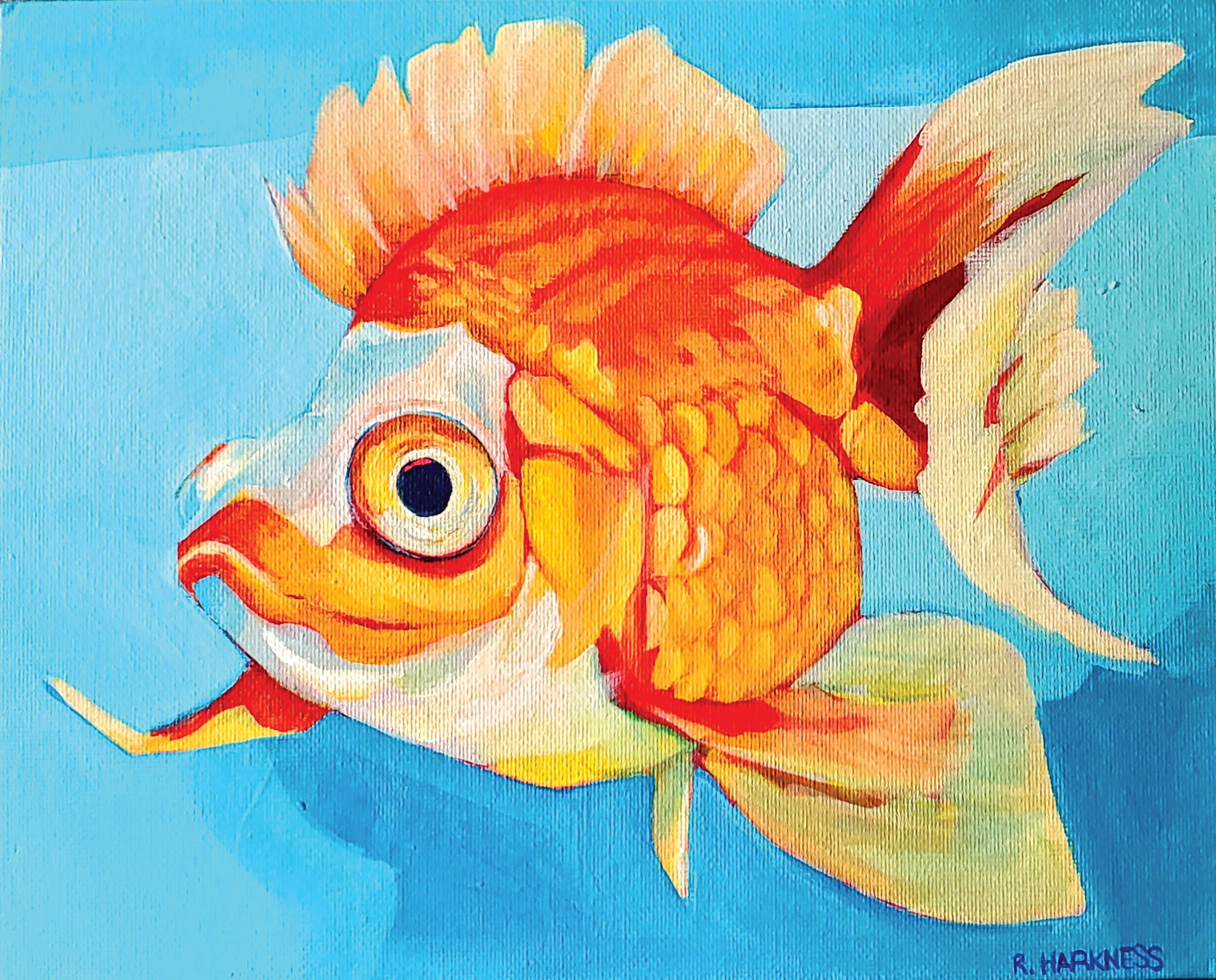 Gold Fish