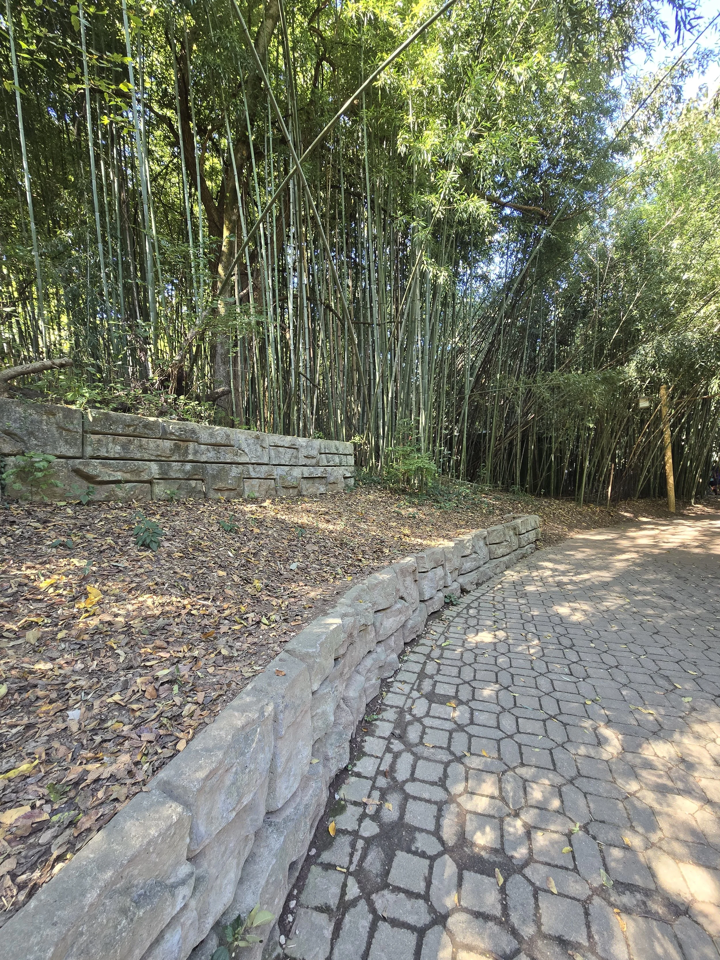 A paved pathway with hexagonal stones in a park, bordered by a stone wall and lush green bamboo plants overhead.
