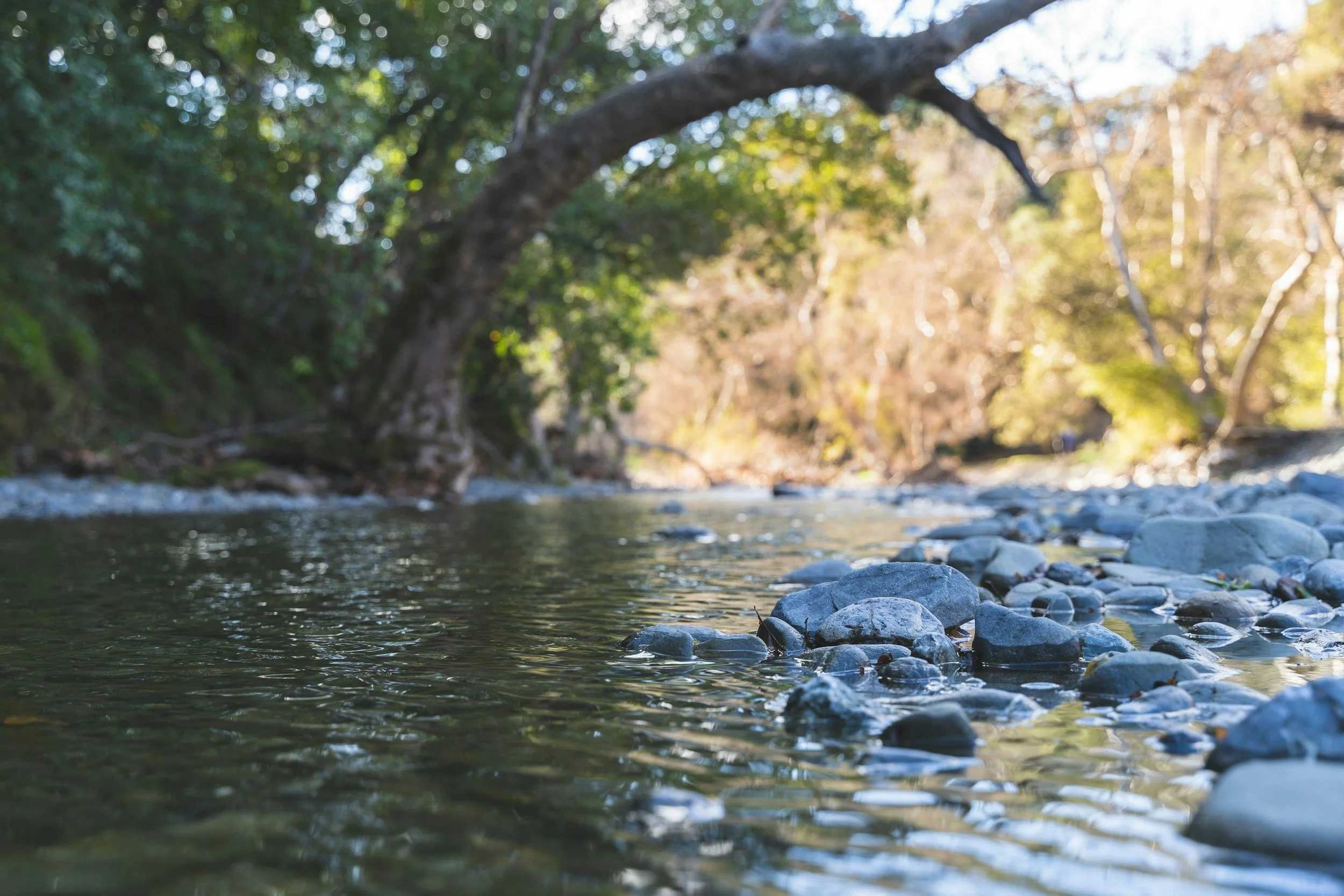 A shallow river flowing over smooth rocks with a backdrop of trees with autumn foliage and a blue sky.