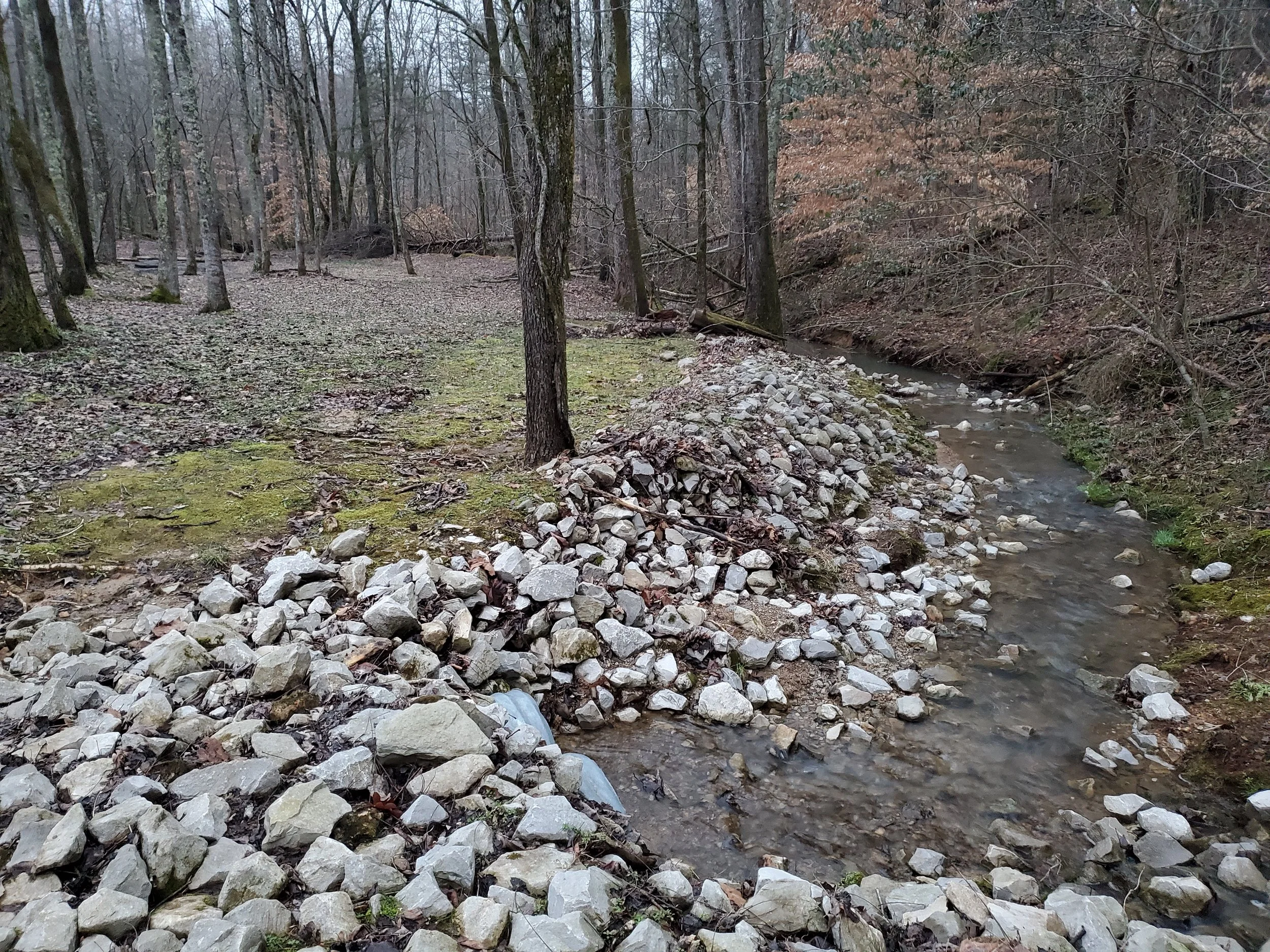 A natural scene of a small creek running through a forest with leafless and evergreen trees, mossy ground, and a rocky shoreline.