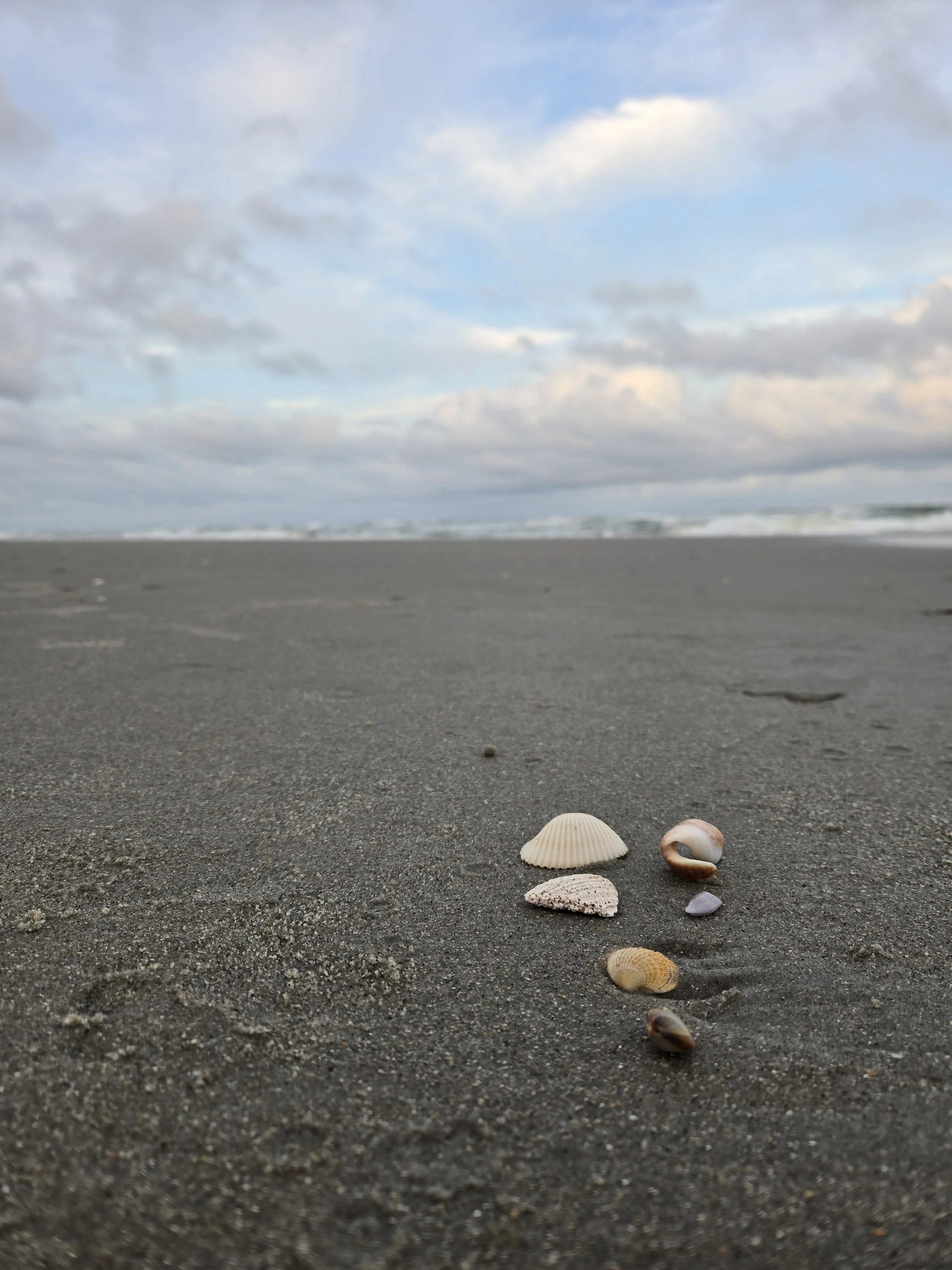 Multiple seashells of various shapes and colors on a sandy beach with the ocean and cloudy sky in the background.