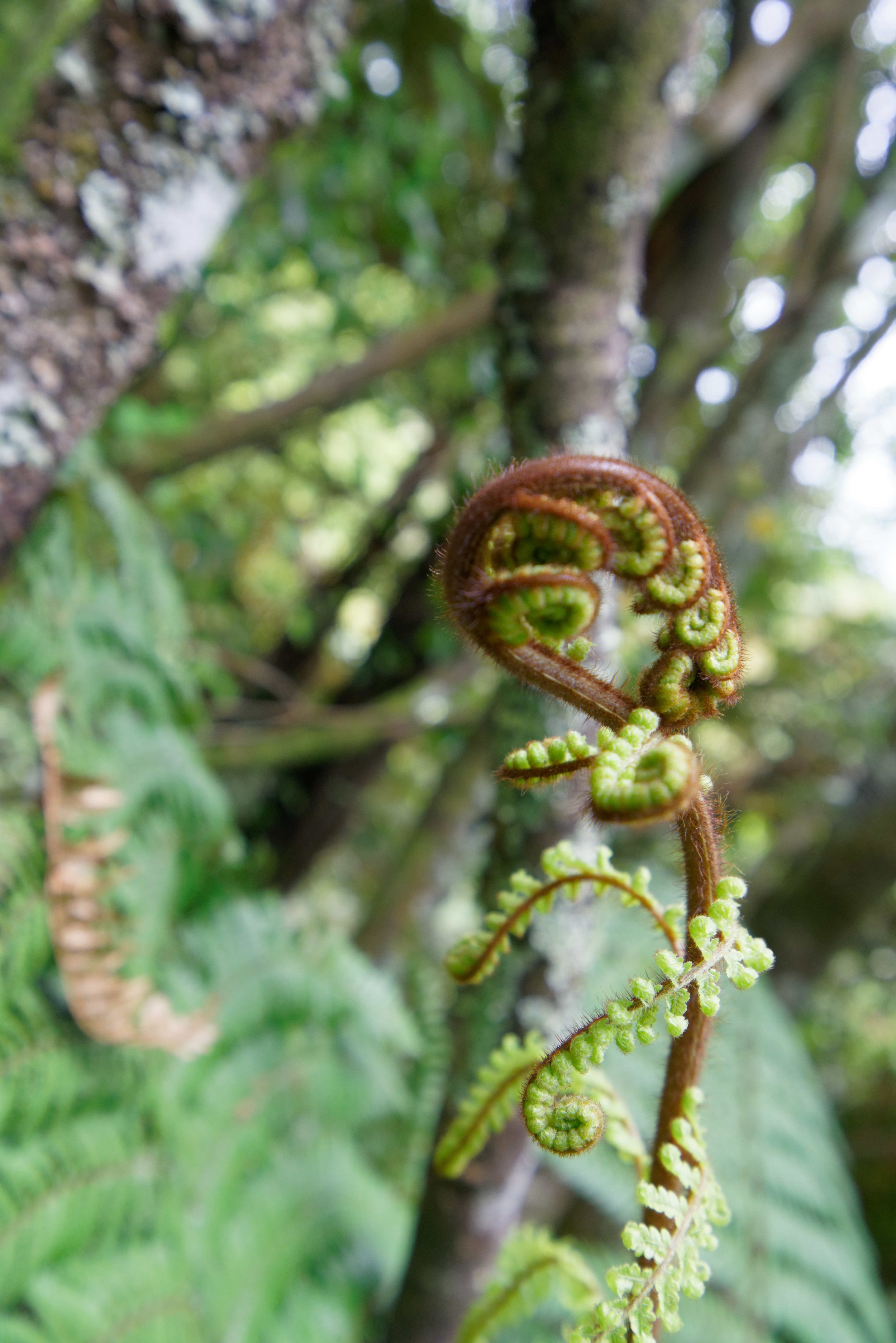 Nature's first green is gold