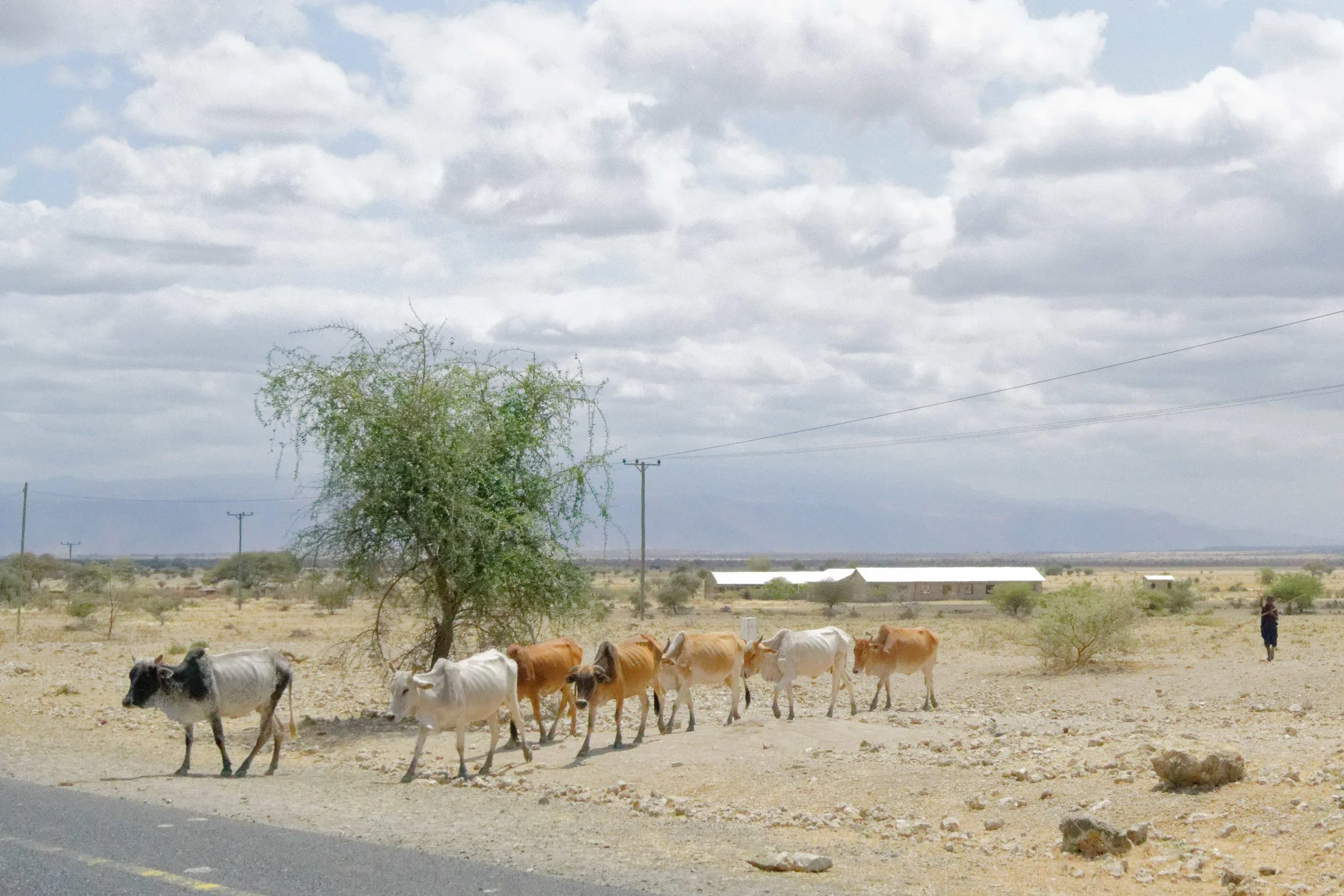 Maasai, Civilization