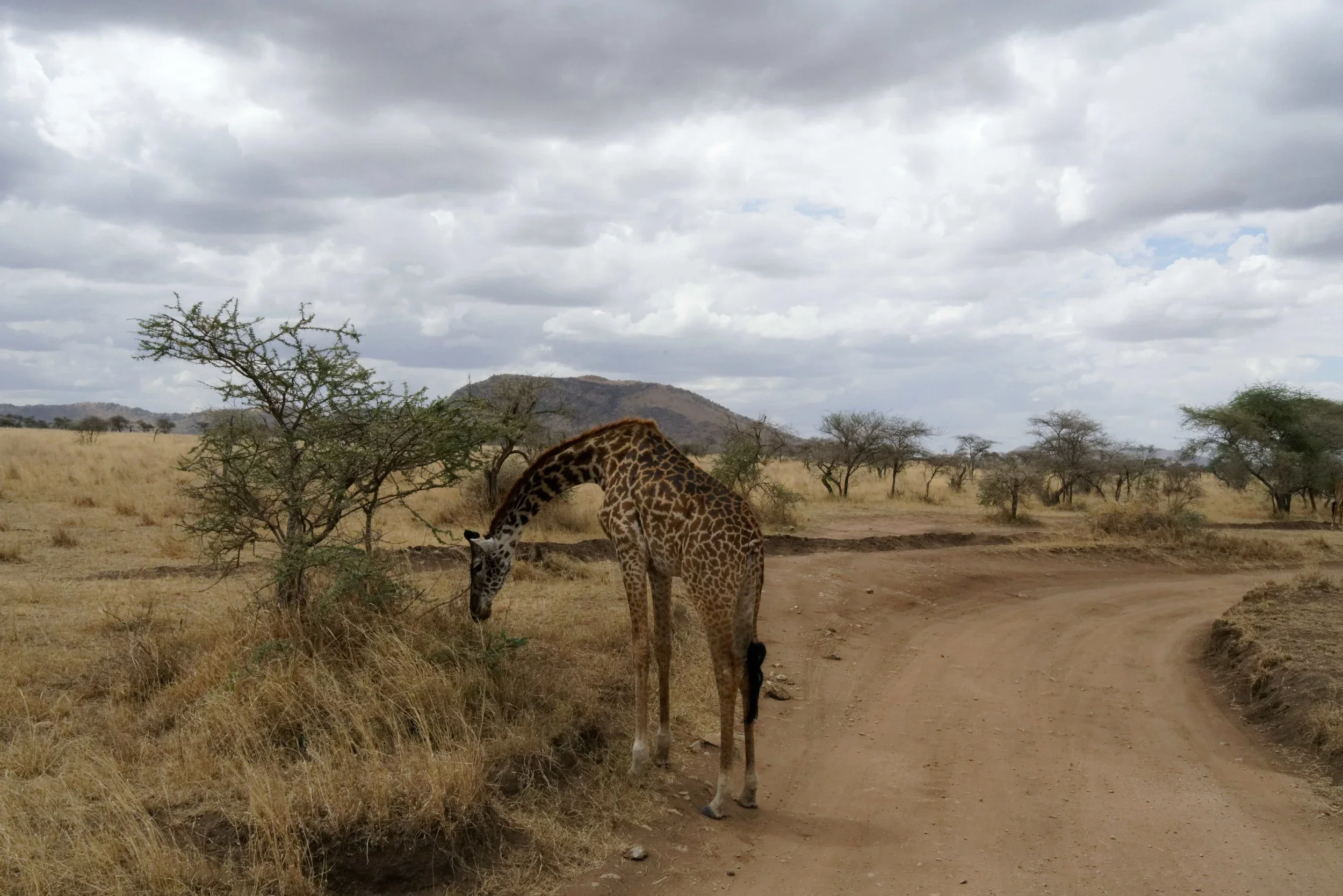 Second: The Animals of Serengeti
