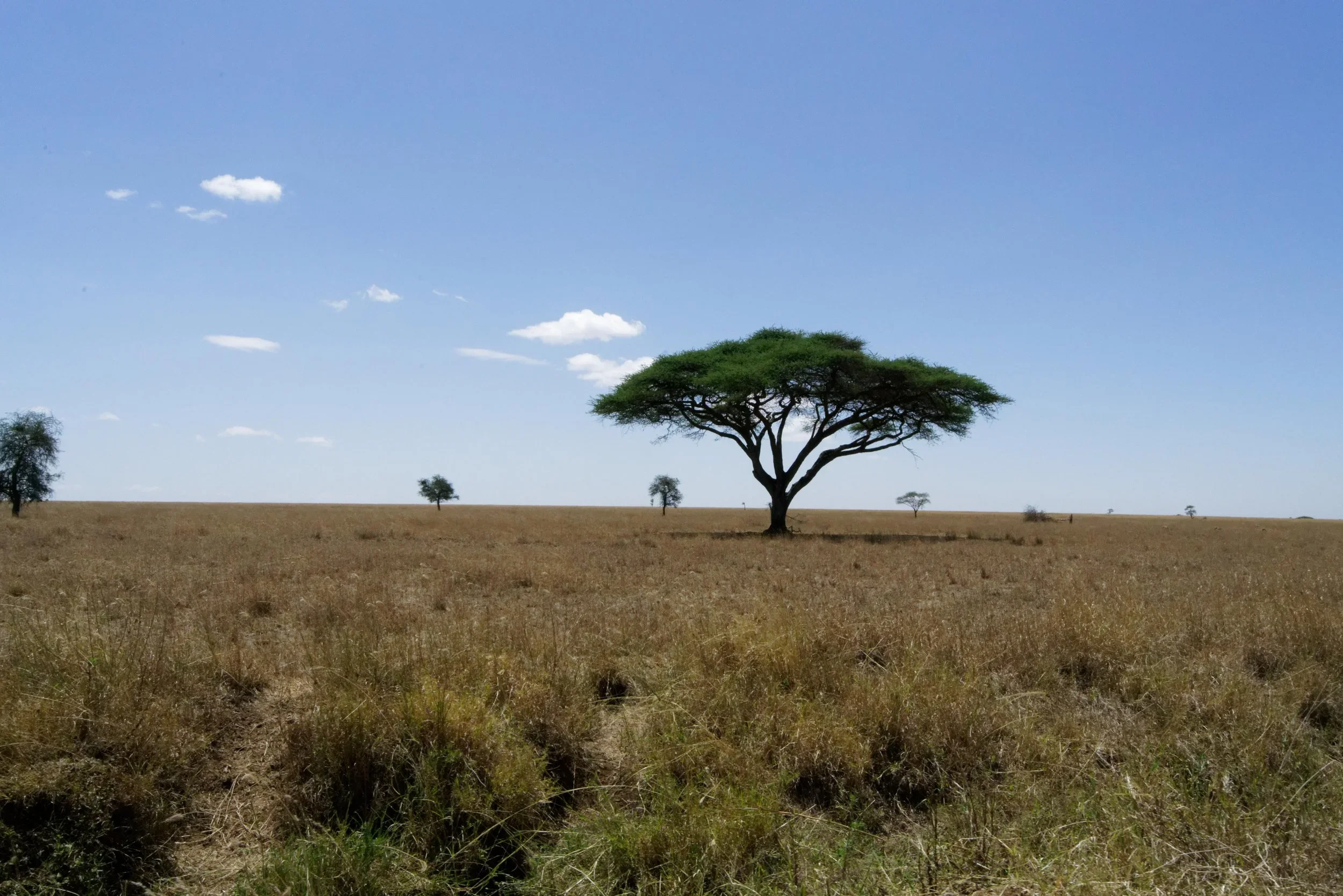 Serengeti, I