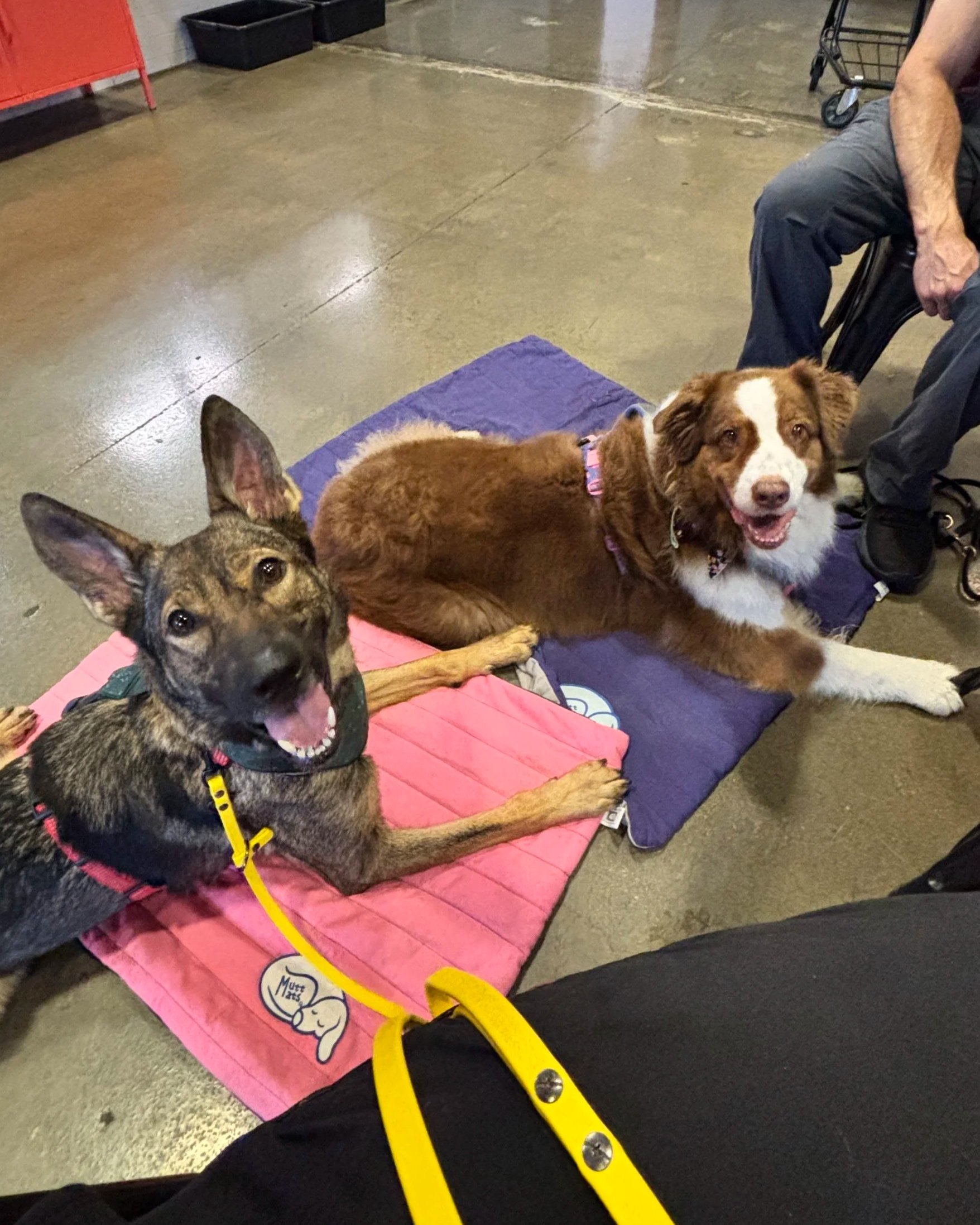 The image shows a pet adoption event with two dogs lying on colorful blankets on the floor. One dog is a black and brown brindle with pointy ears, wearing a yellow leash. The other is a medium-sized brown and white dog with floppy ears and a happy expression. In the background, part of a person is visible sitting on a black plastic chair, with a shopping cart nearby. The floor is concrete, and there are black storage bins along the wall.