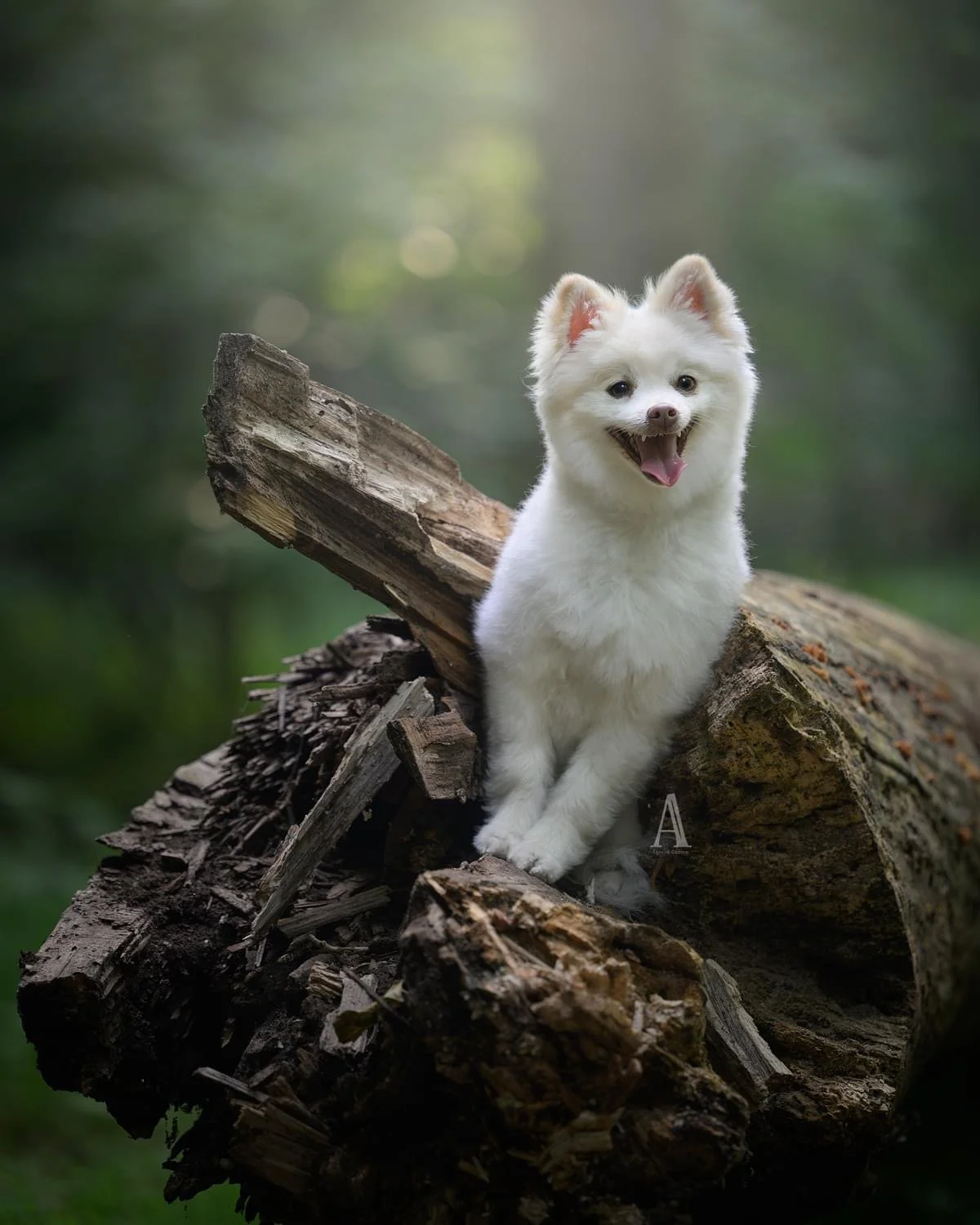 A happy white puppy with pointy ears standing on a fallen log in a wooded area.