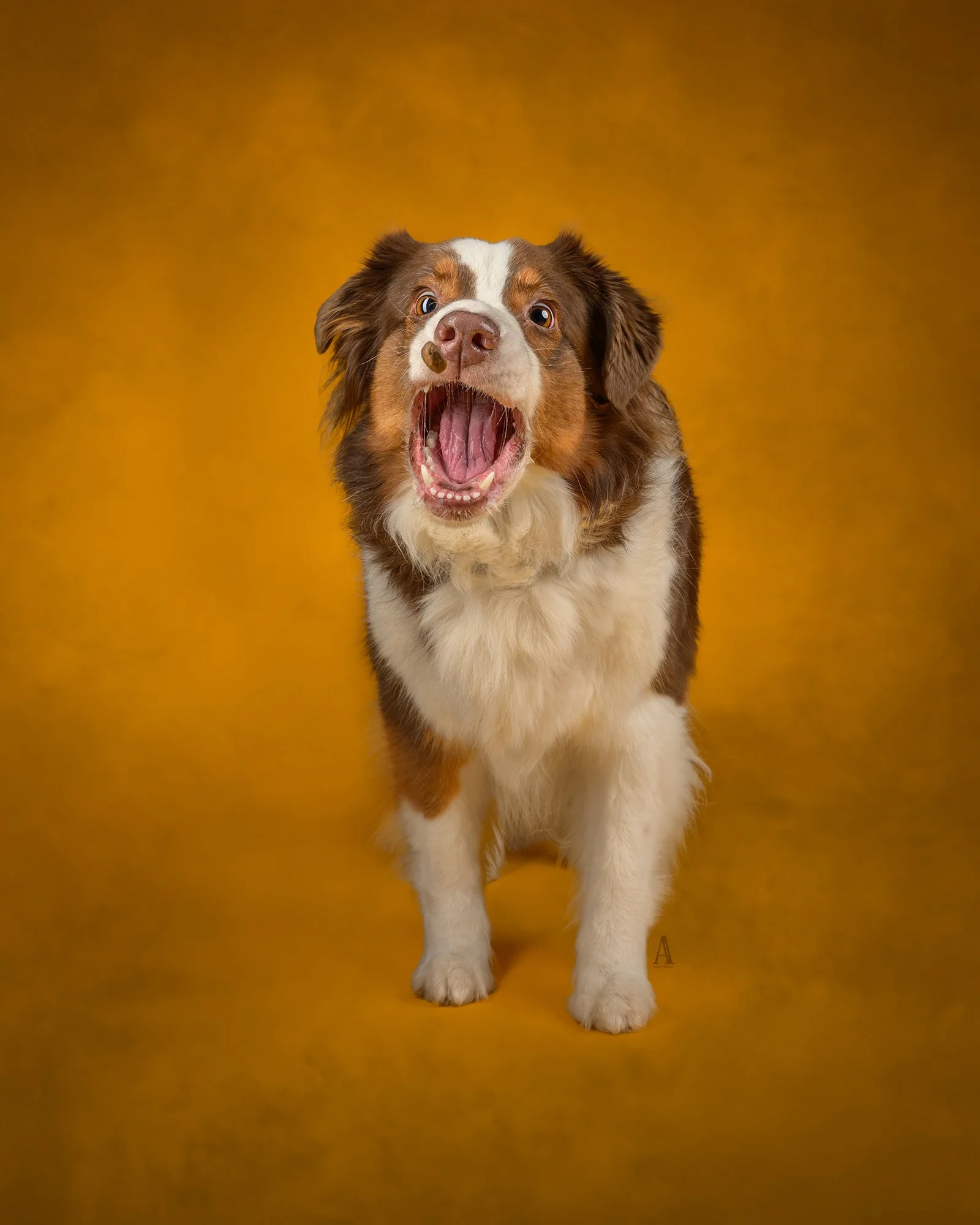 A dog with brown and white fur and blue eyes, standing against a plain yellow background, with its mouth open as if barking or yawning.