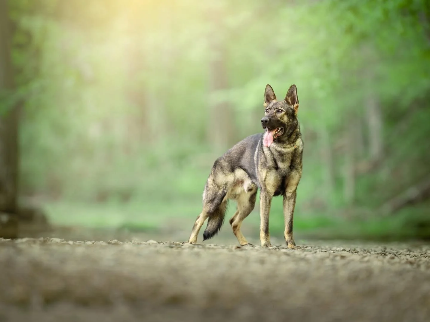 A dog standing on a forest trail with trees and greenery in the background, panting with tongue out.