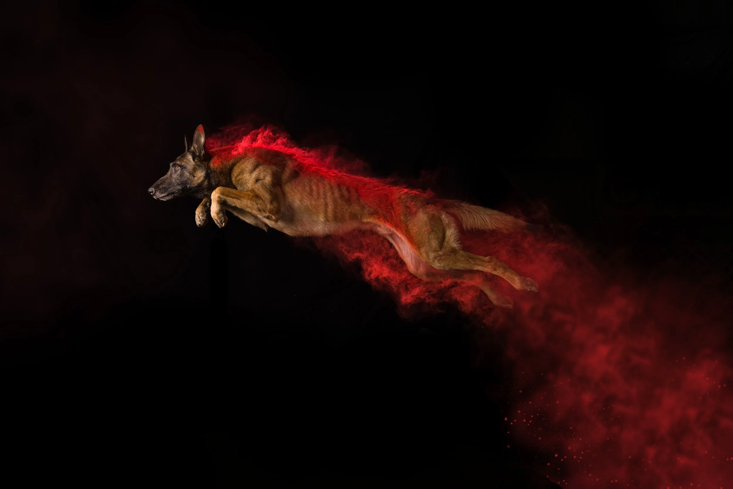 A German shepherd dog appears to be running through a cloud of red dust or smoke against a black background, creating a dynamic and intense visual effect.