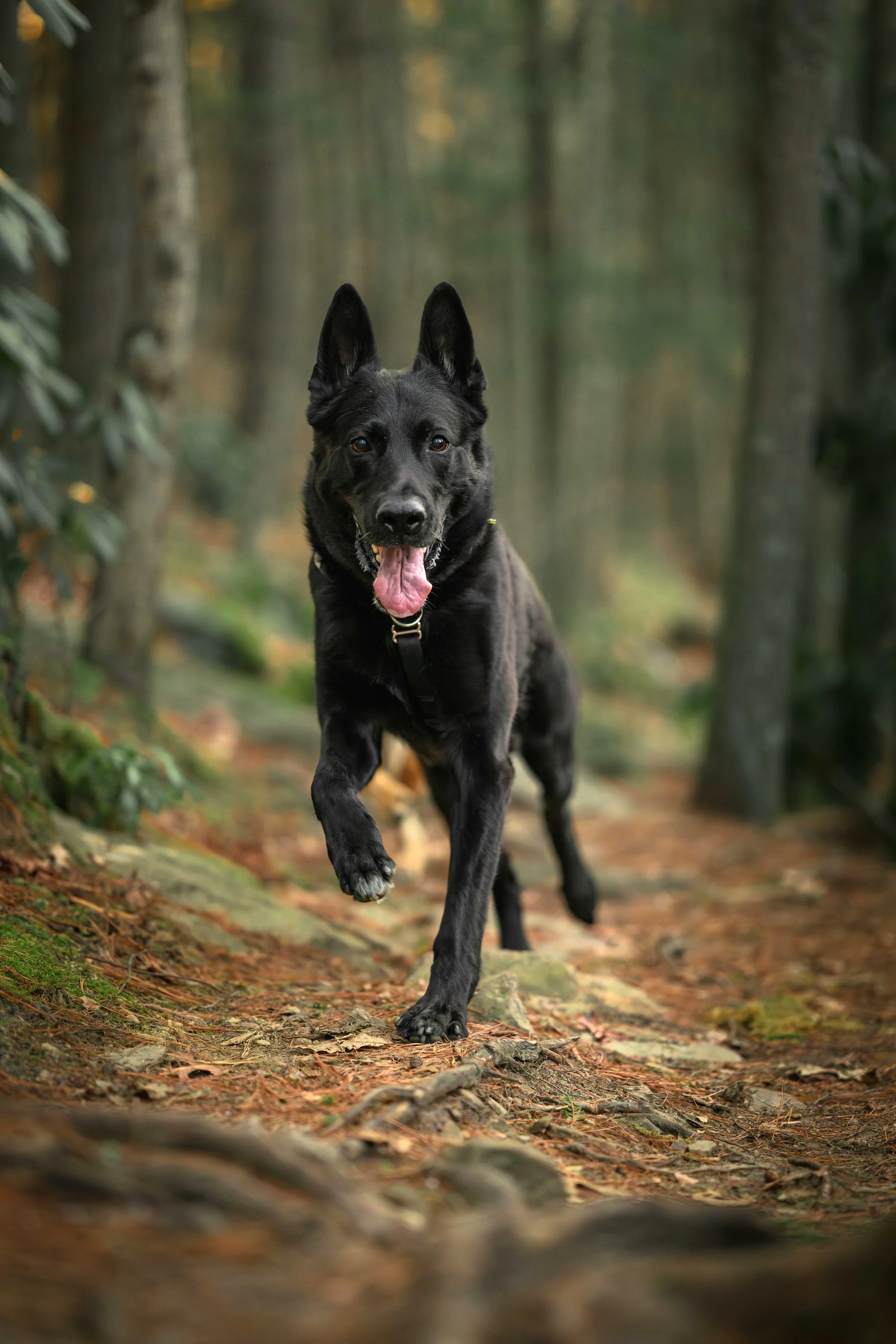 A black dog running through a forest trail with trees and fallen leaves on either side.