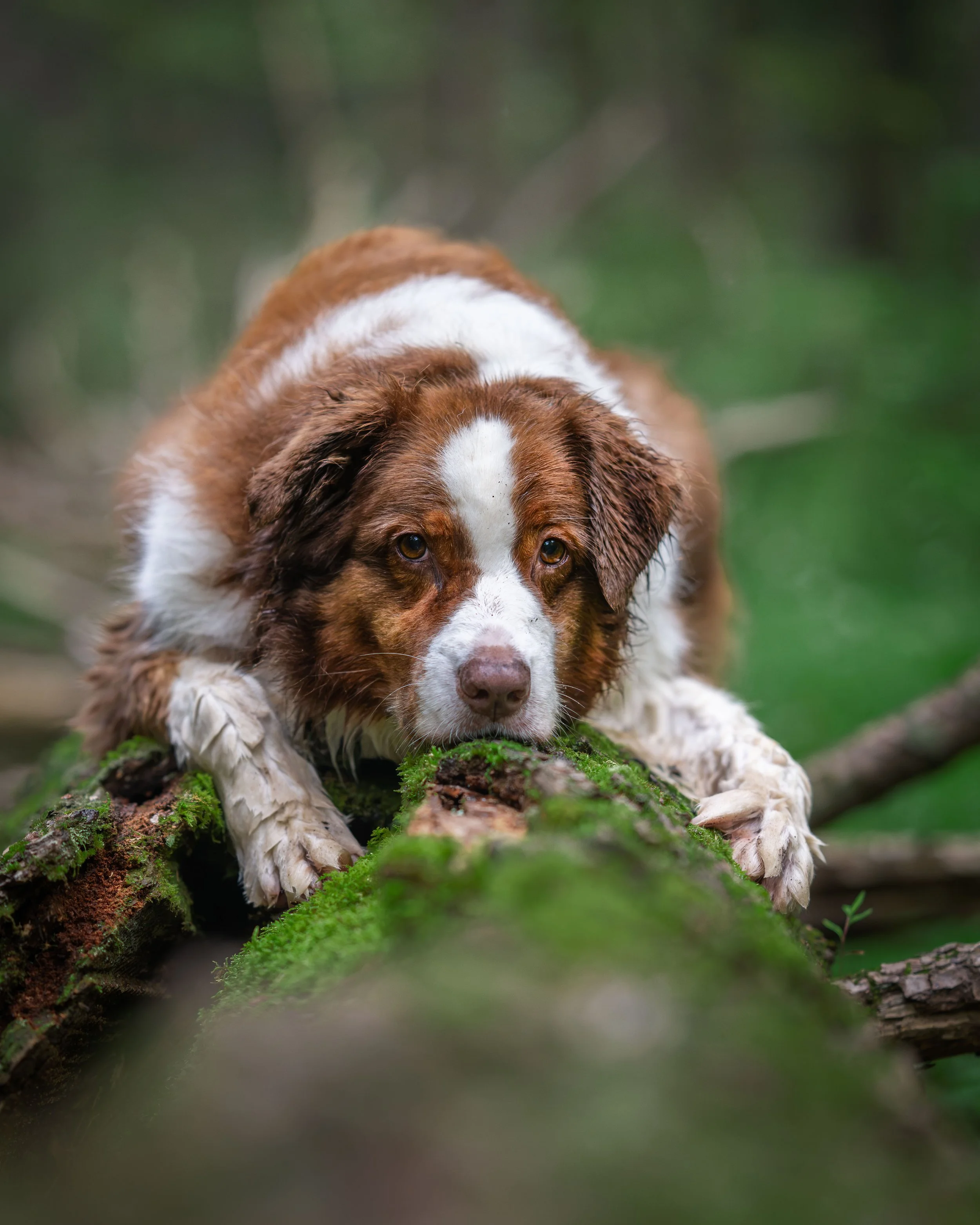 A brown and white Australian Shepherd puppy crouching low on moss-covered log in a forest with green blurred background.
