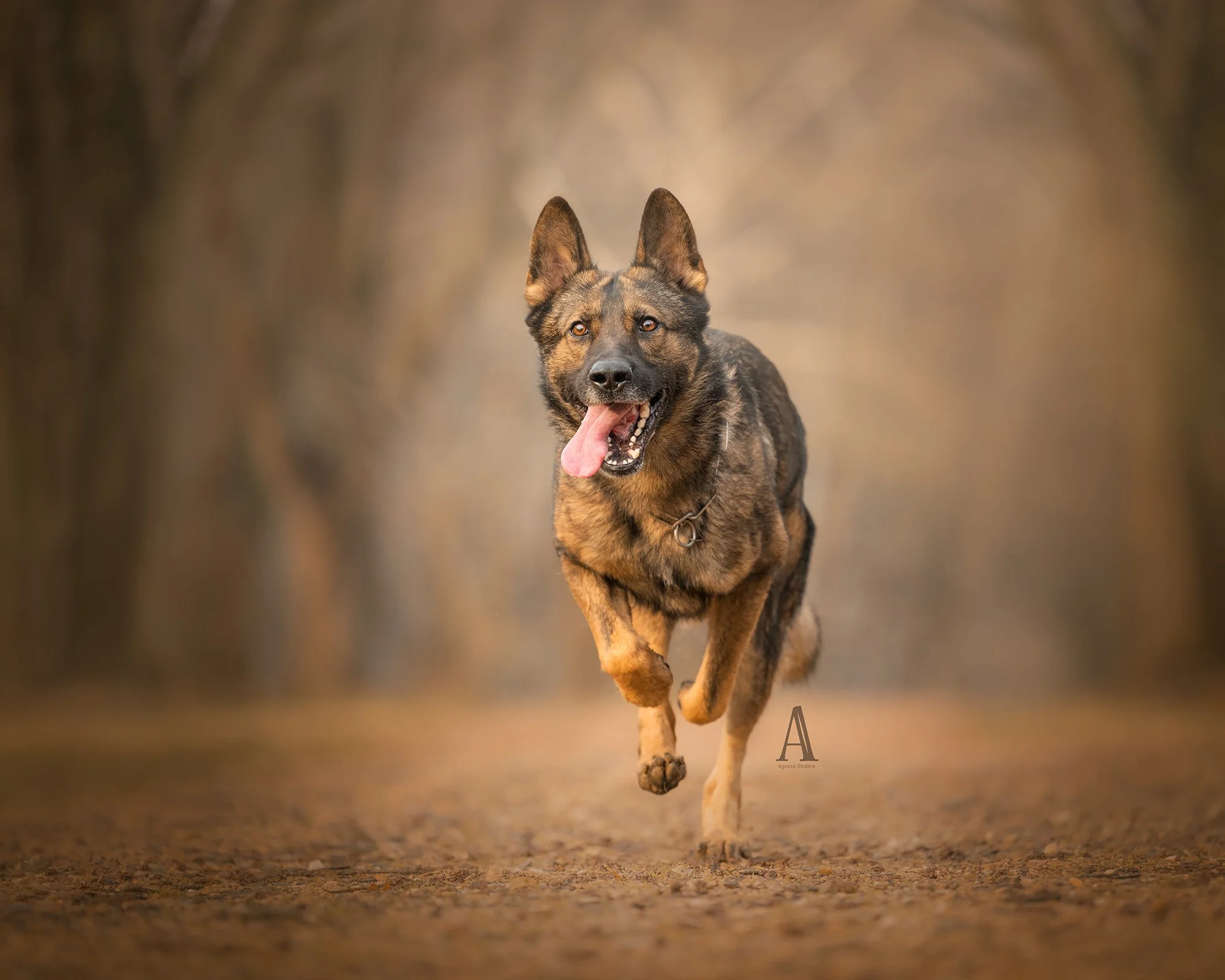 A brindle German Shepherd dog with its tongue out, running on a dirt path in a blurred forest background.