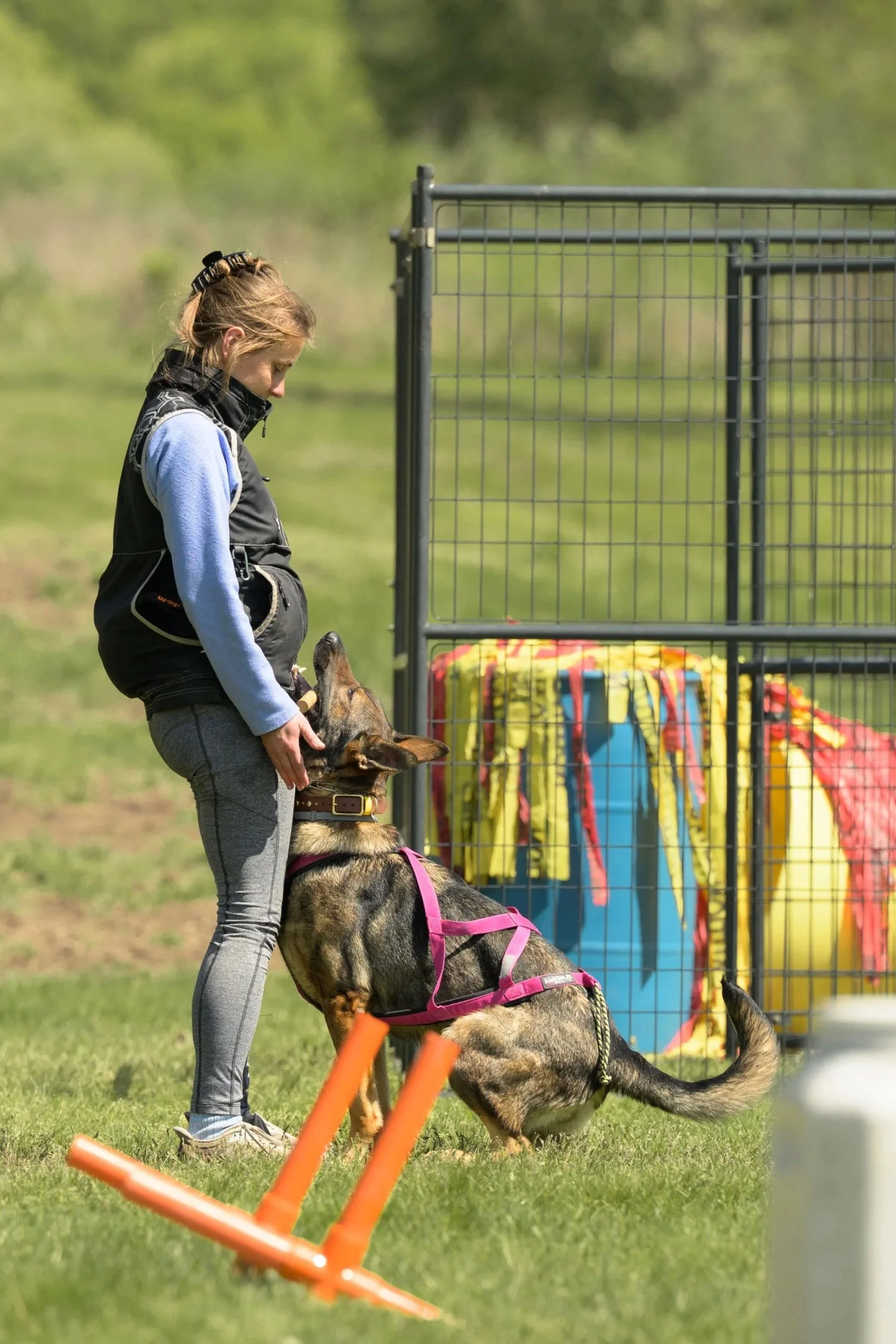 A woman in gray pants and a blue jacket training a German Shepherd inside a fenced outdoor area, with agility training equipment and colorful gear in the background.