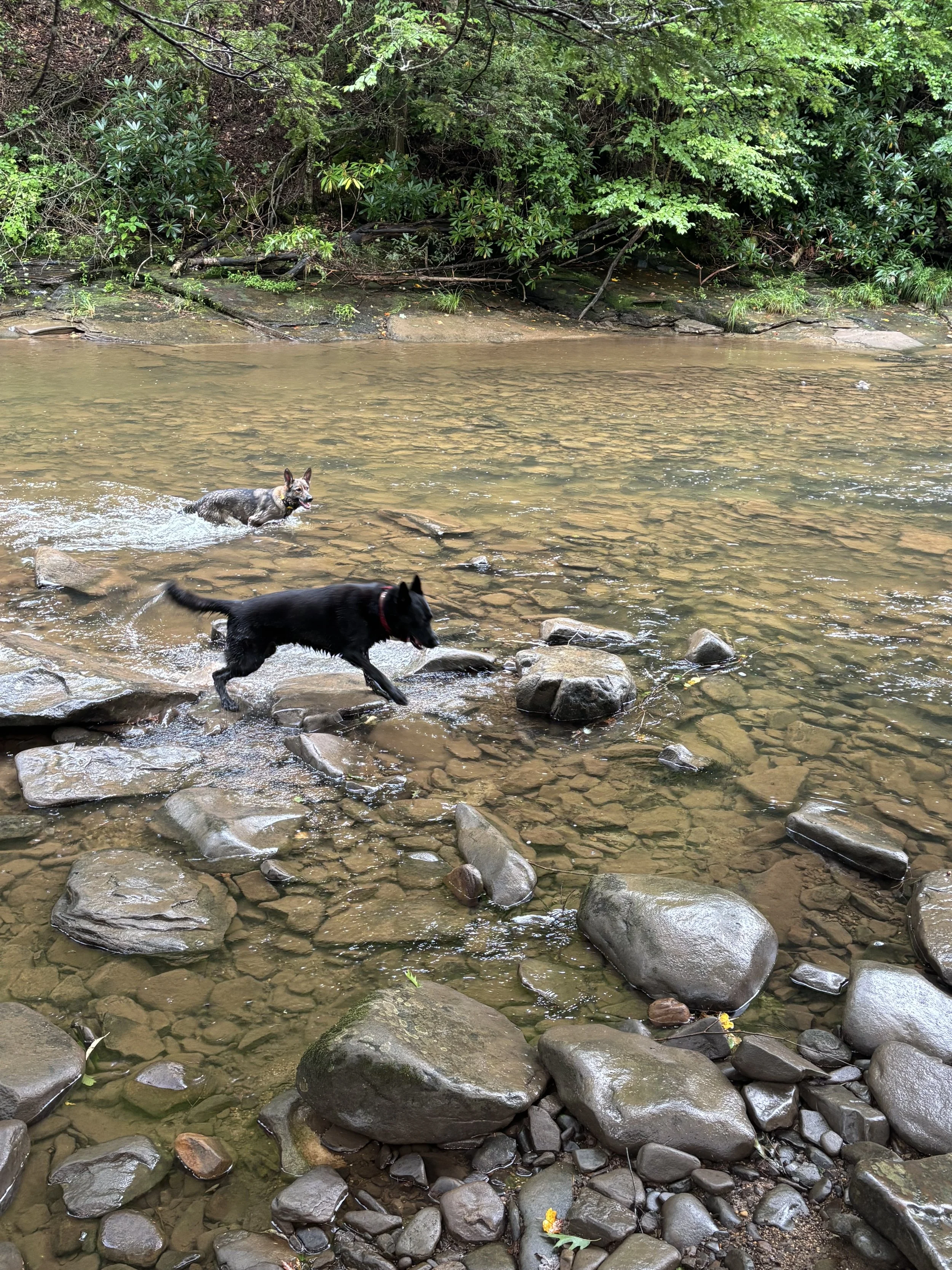 Two dogs playing in a shallow river with a rocky and wooded shoreline.