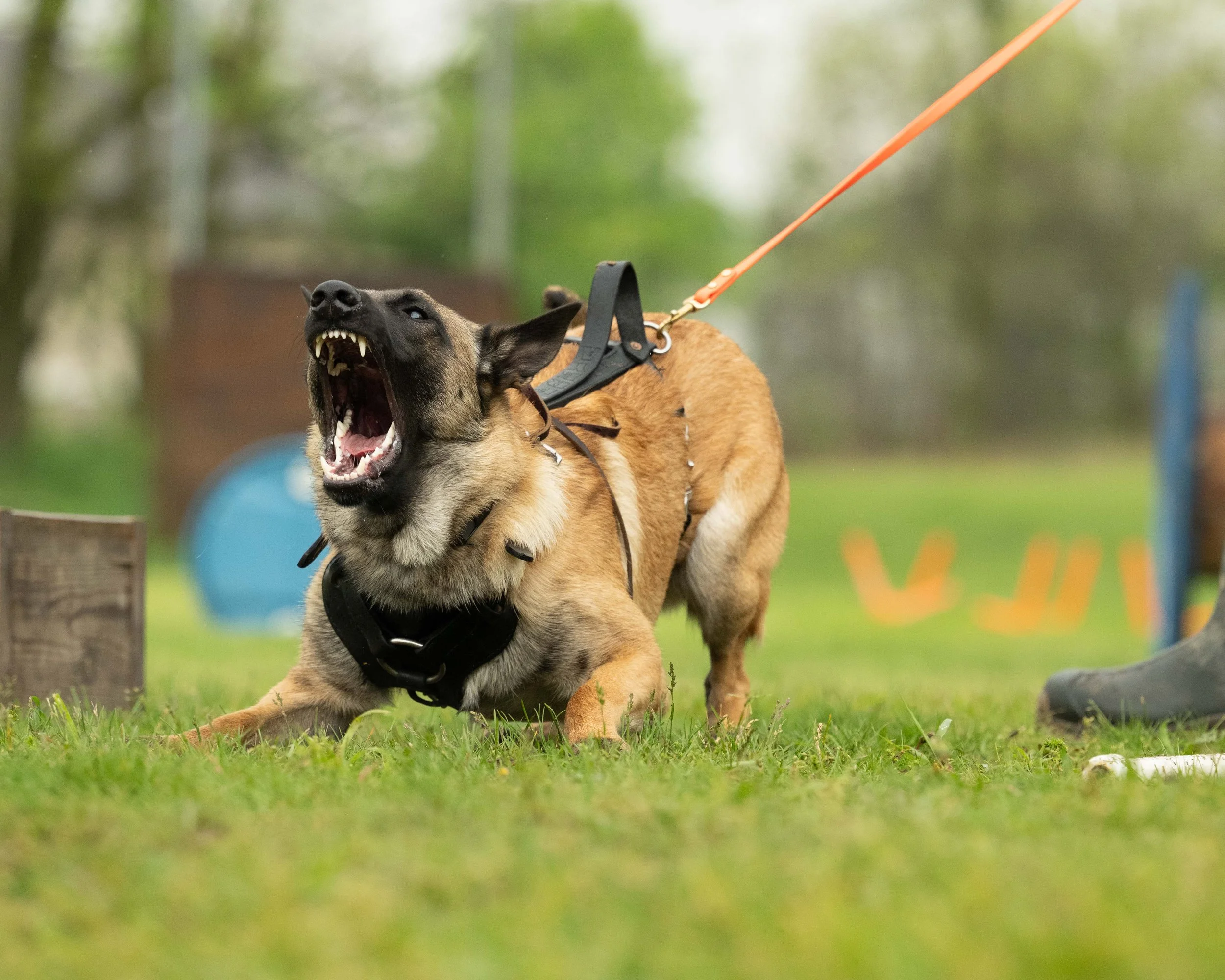 A dog with black and brown fur is wearing a harness and leash and appears to be barking or growling while standing on a grassy area with trees and colorful objects in the background.