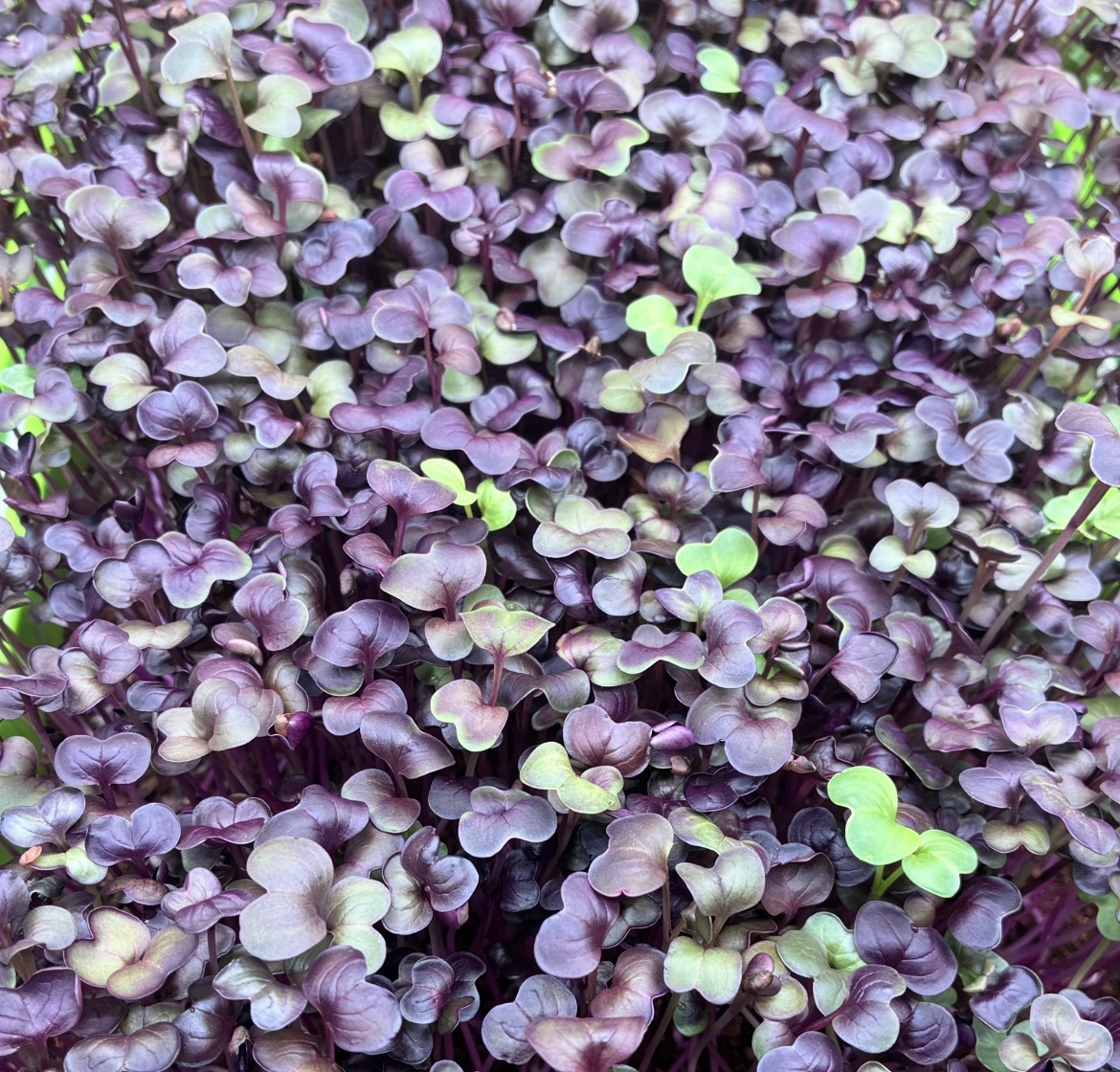Radish microgreens  Top view.png