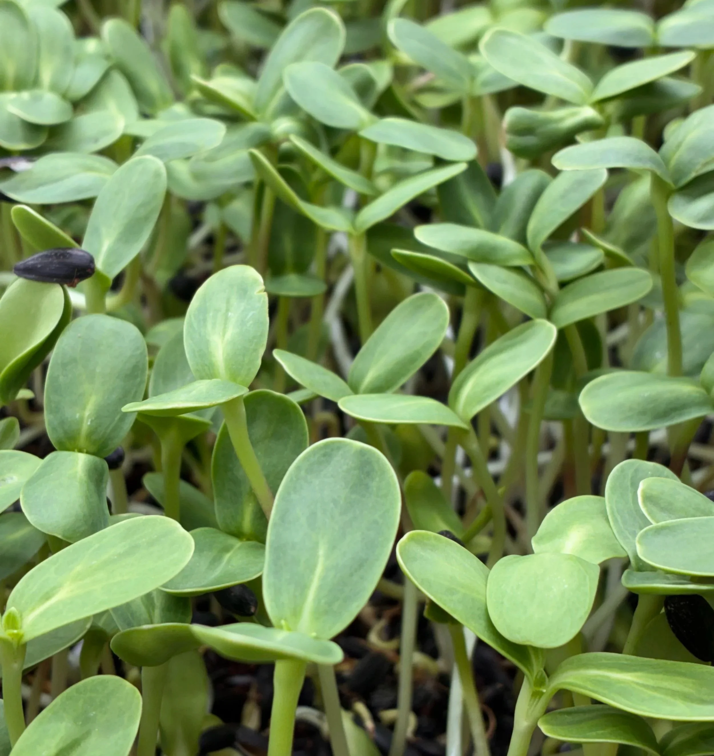 Sunflower+microgreen+Top+view.jpg