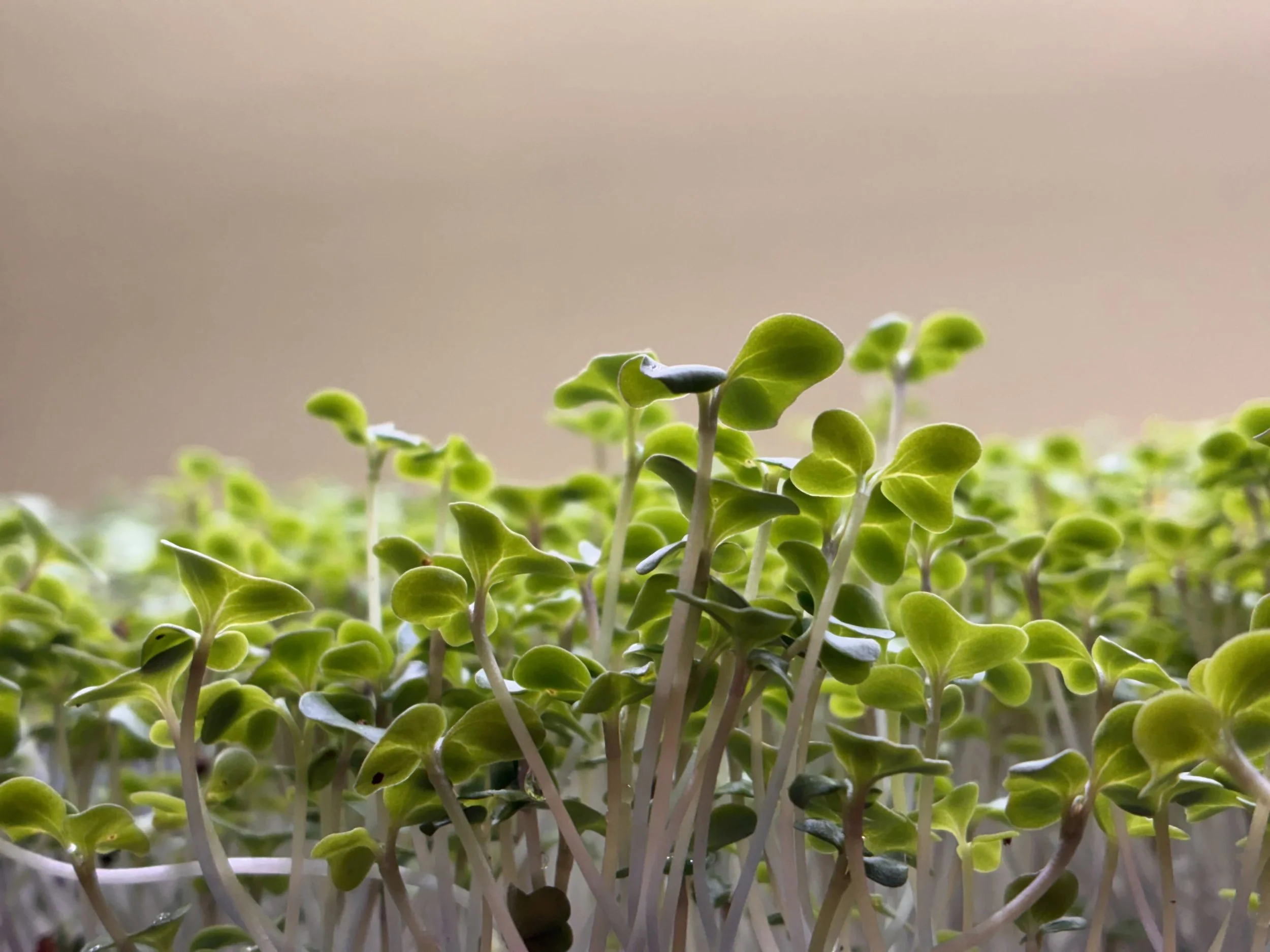 Broccoli Side view.jpg
