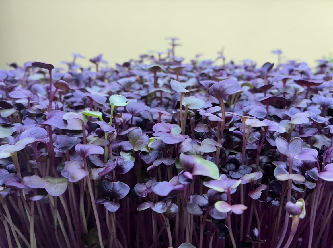 Radish 'Red Rambo'