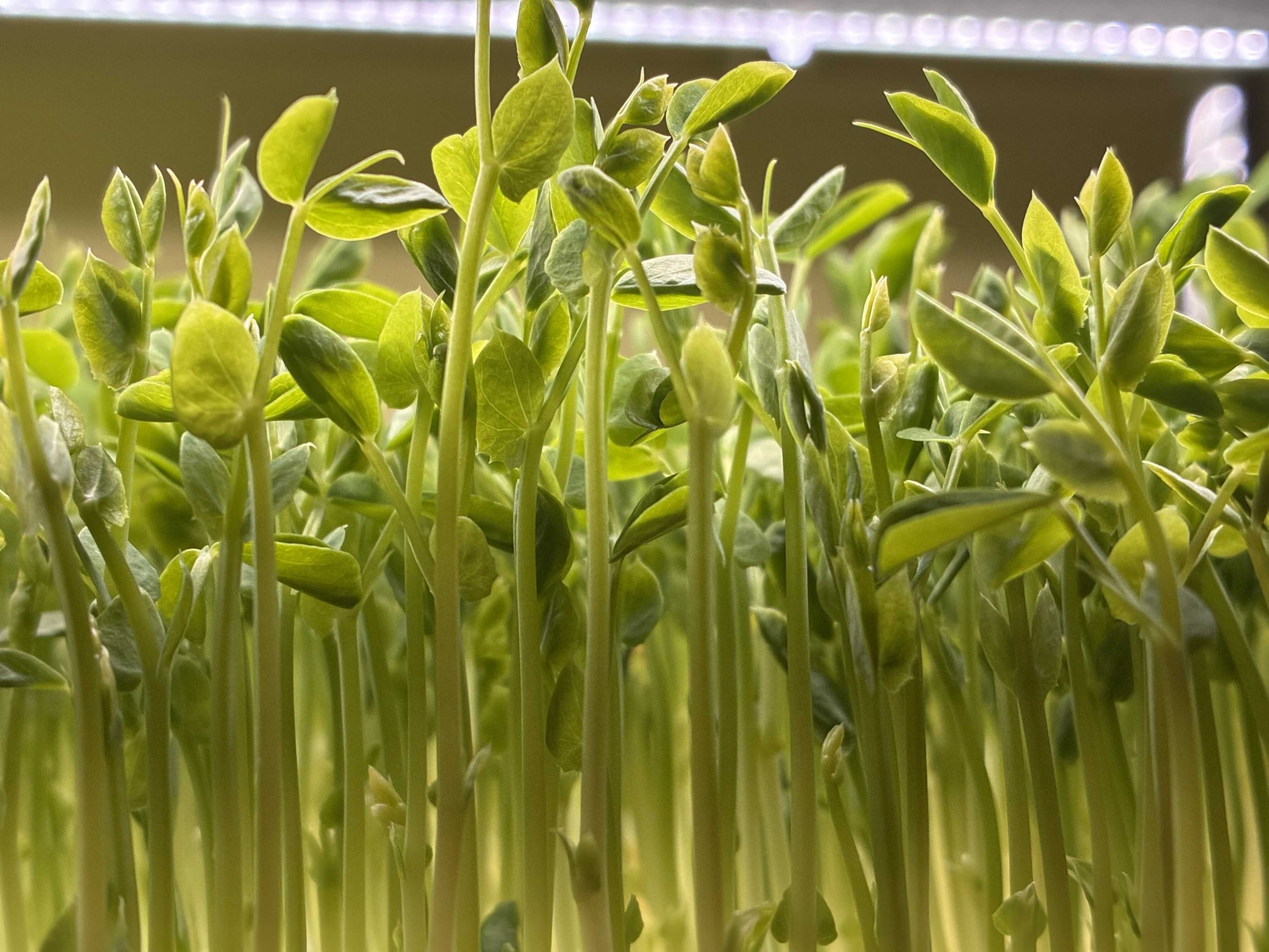 Pea Side view.jpg