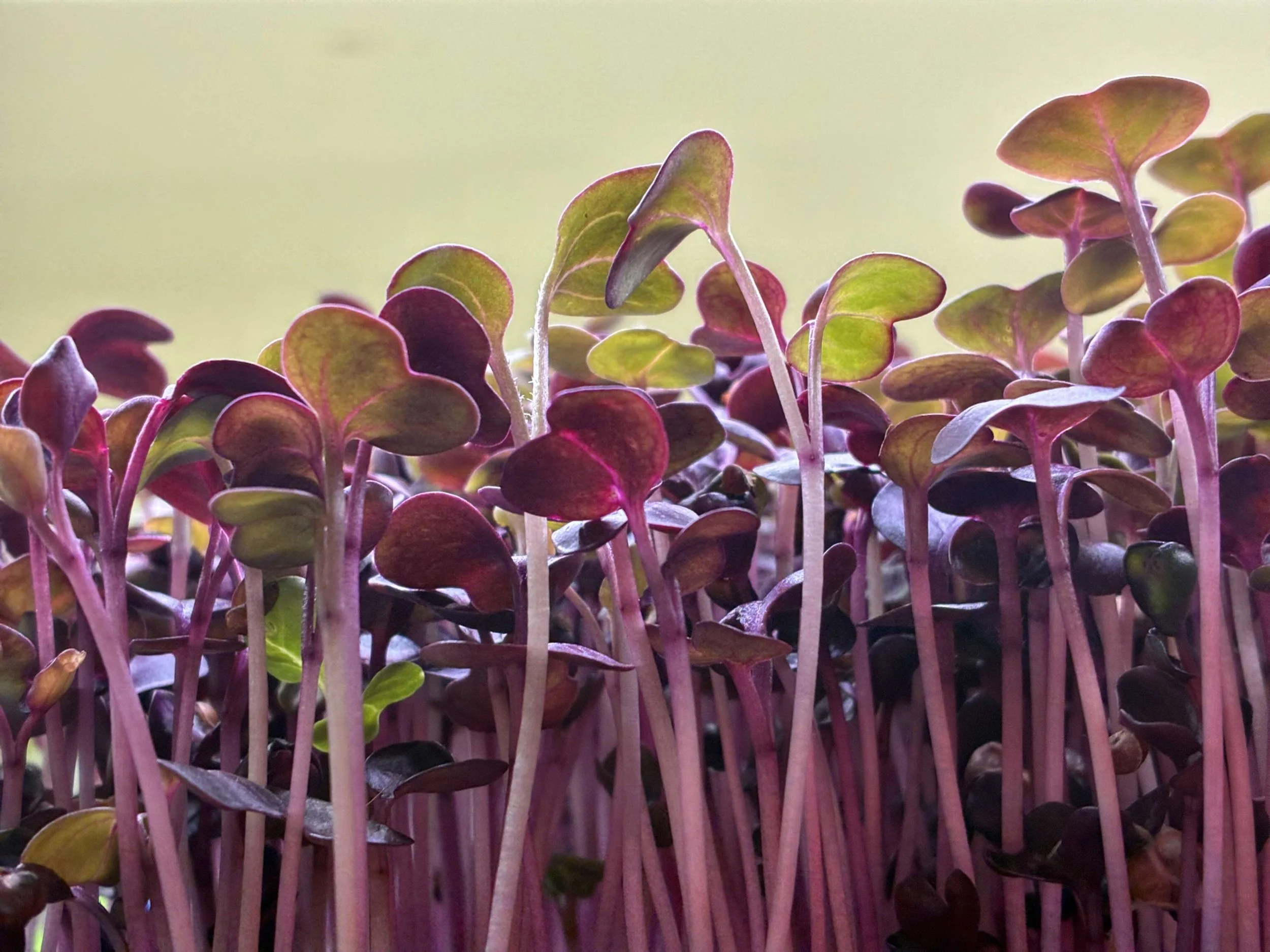 Radish side view.jpg