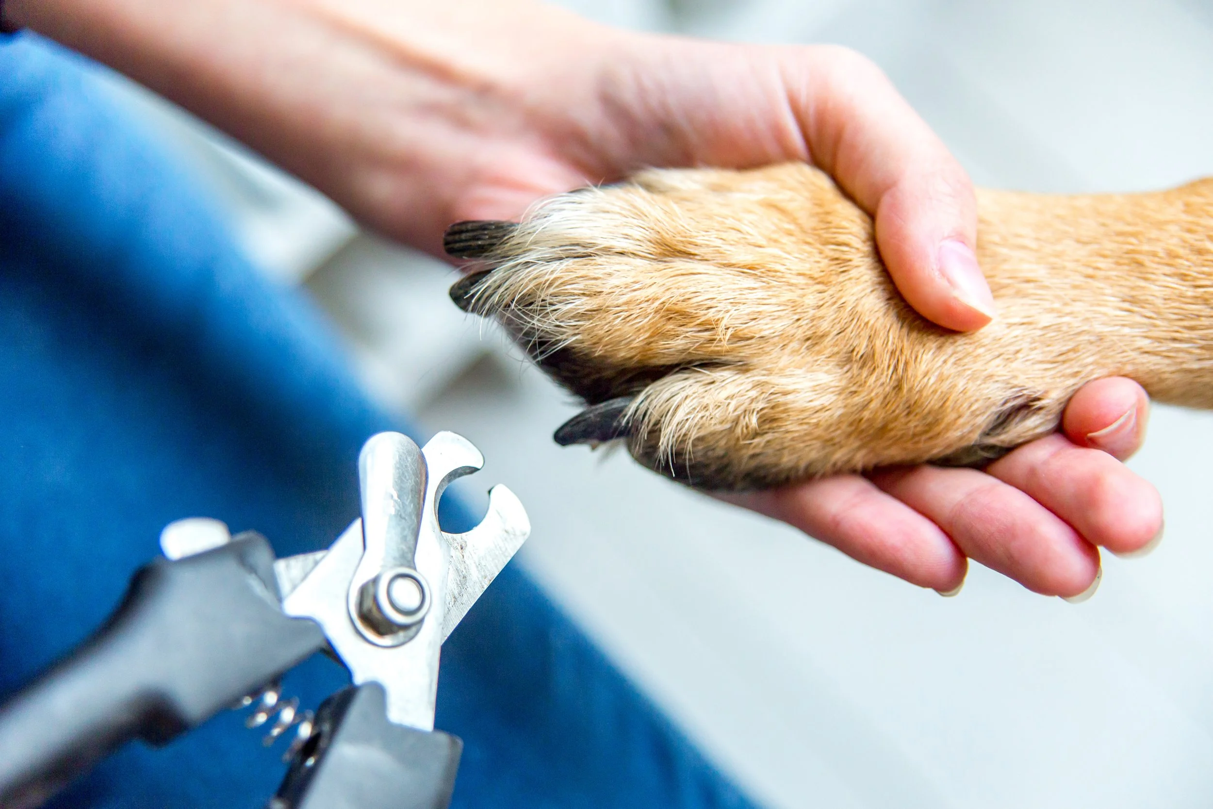 A person's hand holding a dog paw over a metallic gear.