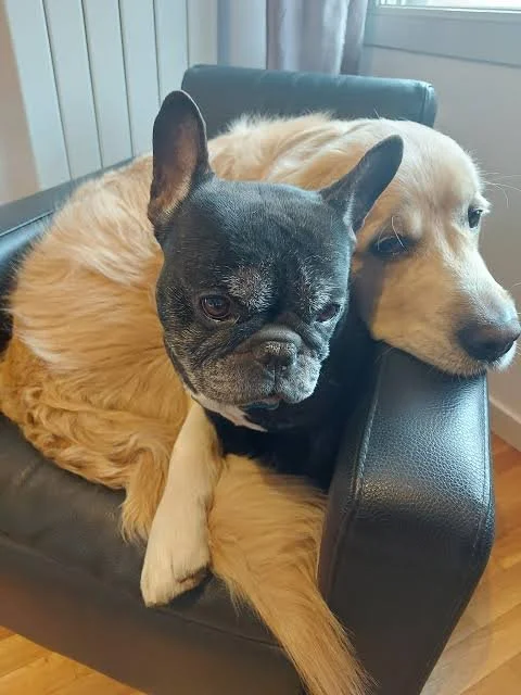 A small French Bulldog sitting on the lap of a larger yellow Labrador Retriever, both resting on a black leather chair.