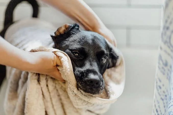 Person giving a bath to a black and brown dog wrapped in a towel.