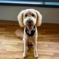 Smiling small beige dog with floppy ears, wearing a black bandana with white polka dots, sitting on a wooden floor indoors.