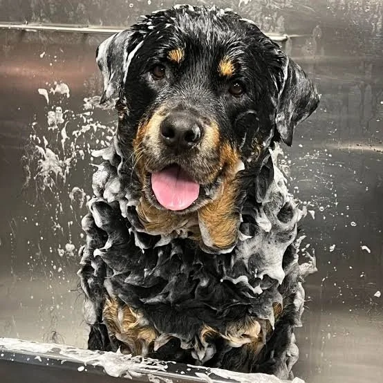 A black and tan dog with soap suds on its fur, sitting in a washbasin during a bath.