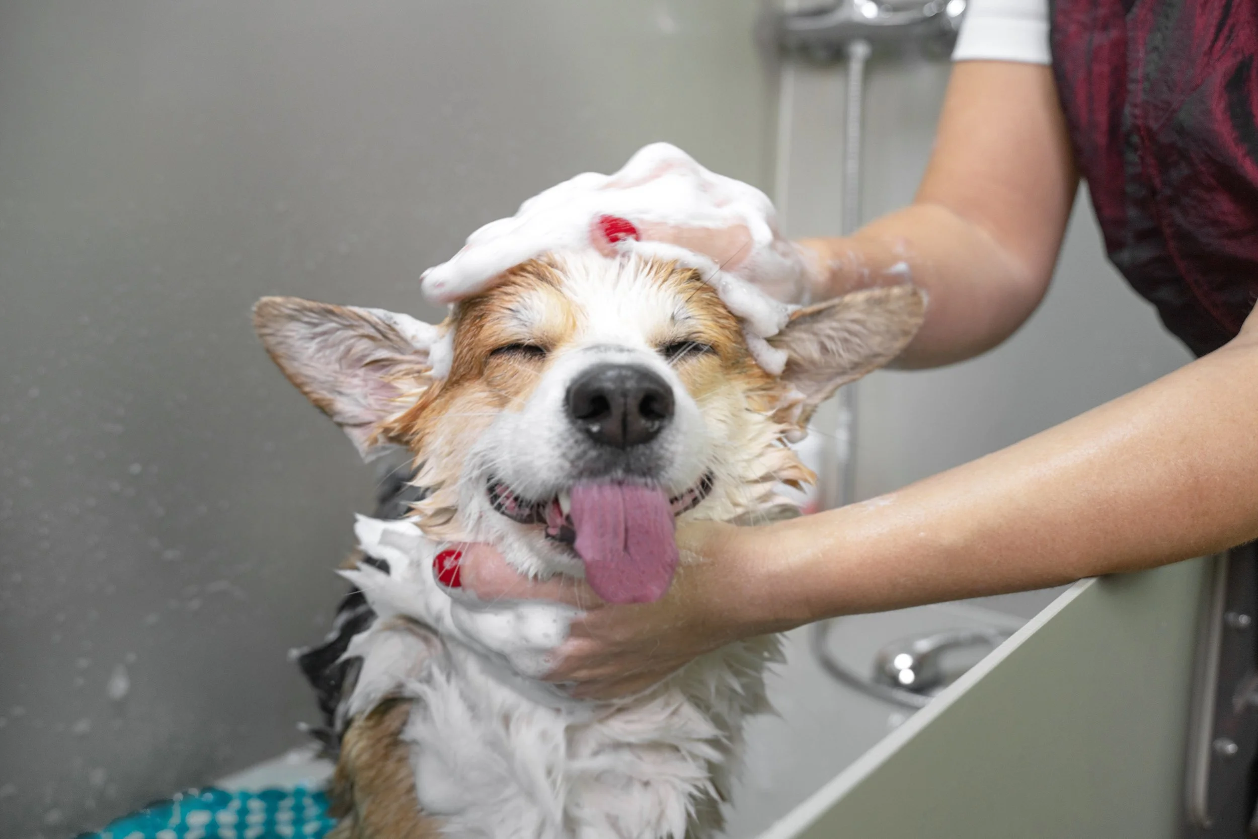A happy dog with closed eyes and tongue out is being bathed with soap lather on its head, held by a person at a grooming station.