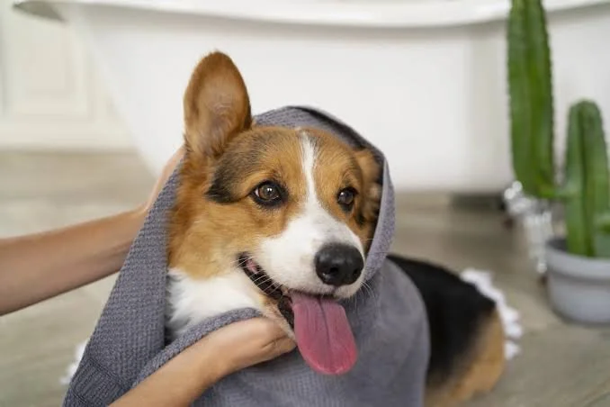 A happy dog with a towel on its head, sitting on a wooden floor indoors, with a green cactus in the background.
