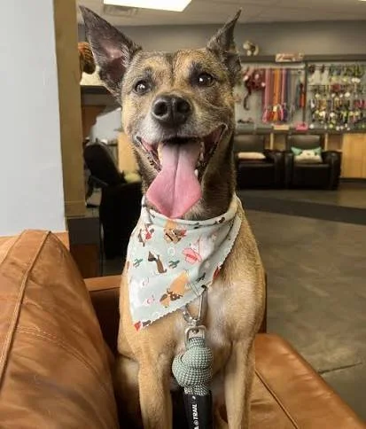 Happy dog with a bandana and a leash sitting on a leather couch in an indoor space.