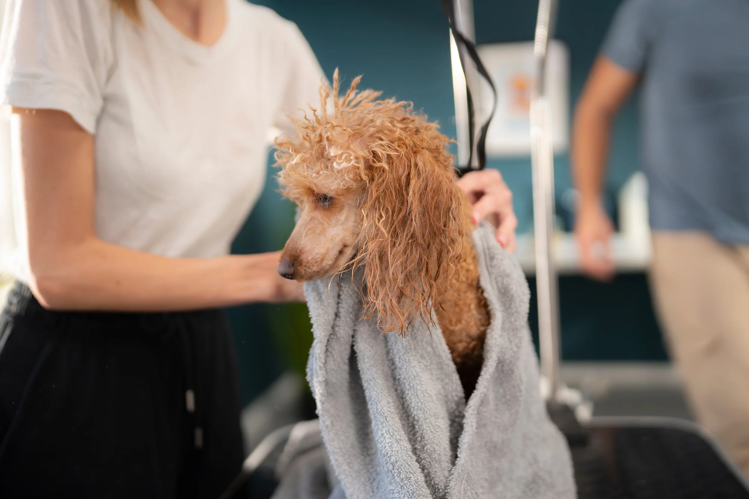 A person holding a fluffy, curly-haired dog wrapped in a towel at a grooming station, with another person in the background.