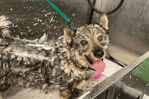 Wet dog with gray and black fur in a sink at a grooming station, looking at the camera with tongue out.