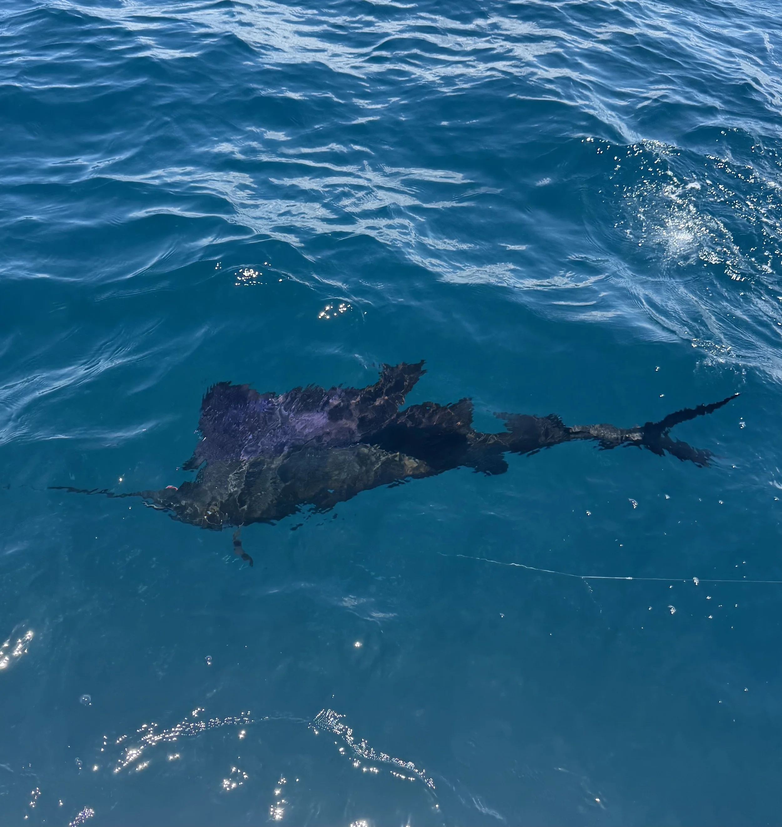 Ocean water with a shark visible beneath the surface.