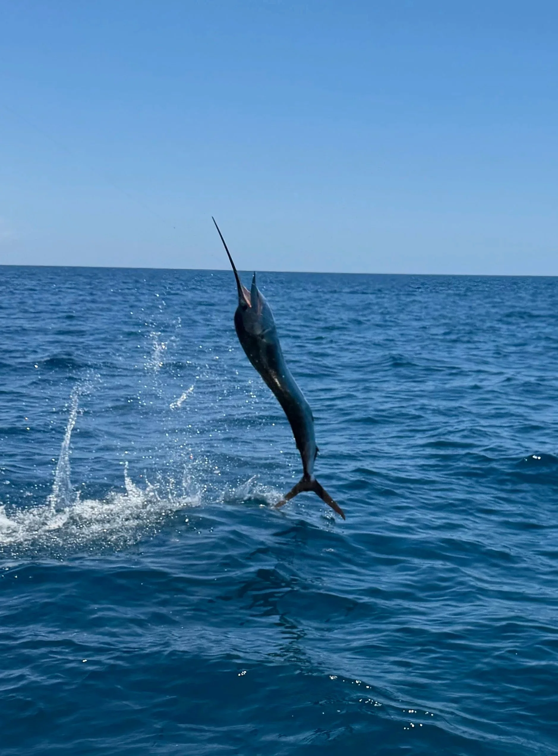 A fish jumping out of the water in the ocean with a clear blue sky above.