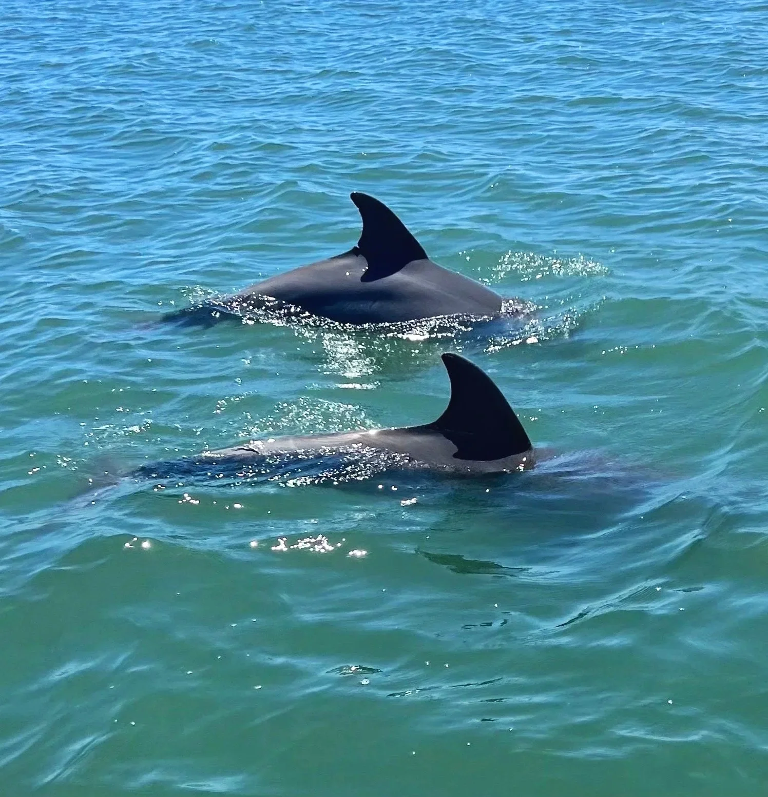 Two dolphins swimming in the ocean with fins above the water surface.
