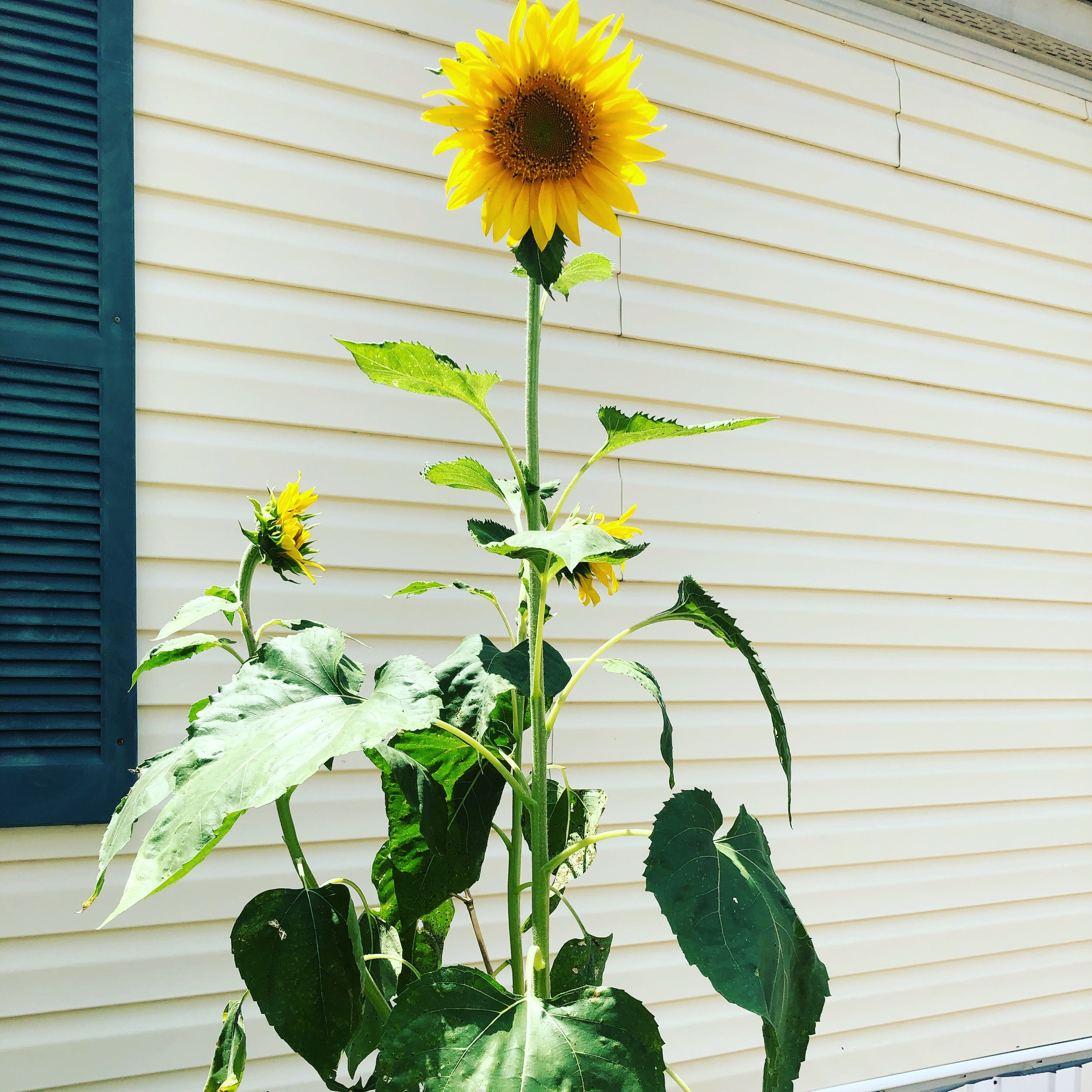 A sunflower with bright yellow petals and a dark brown center growing in front of a beige house with white siding and green shutters.